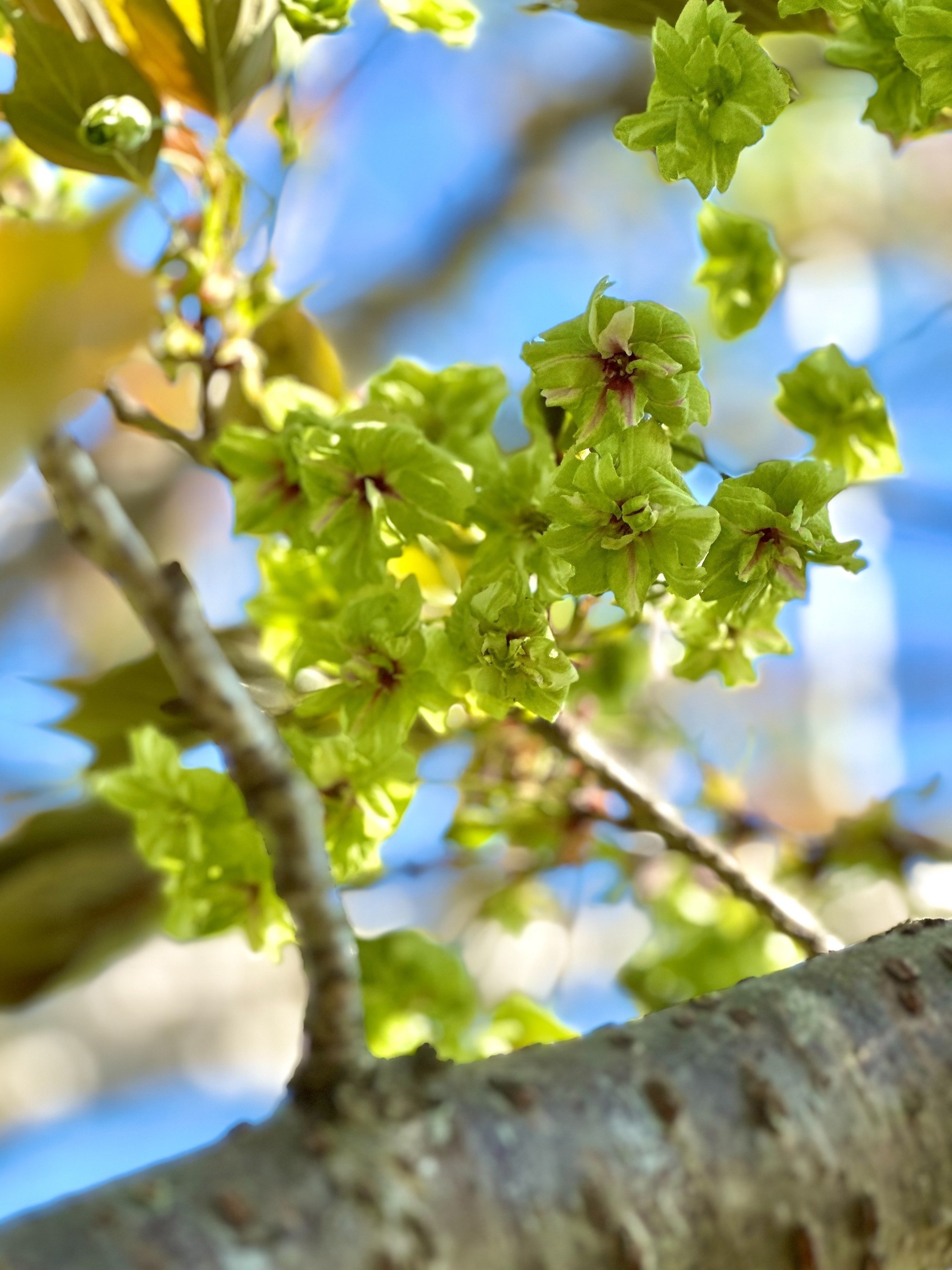 掛川城コラム】緑の桜