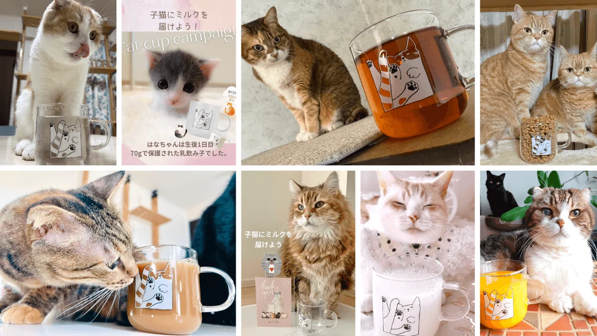 キャンペーン結果報告】子猫ちゃん108,297食分のミルクを保護団体さま