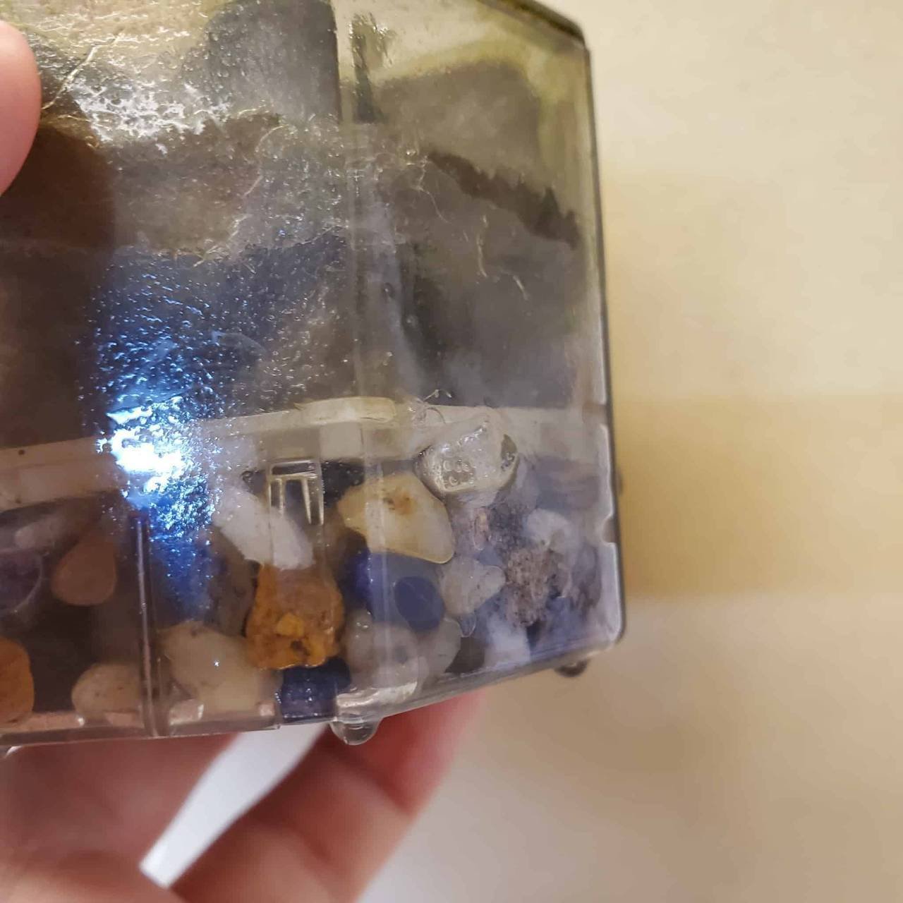 水槽の厄介者？！勝手に増える貝を捕る！｜moss paradise3055（モスパラ）