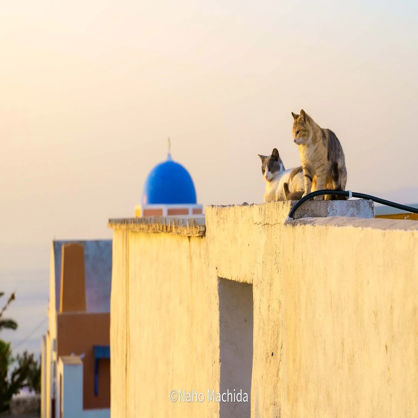 猫に会いに、世界を旅する 01｜ギリシャ・サントリーニ島（2019年）ー 