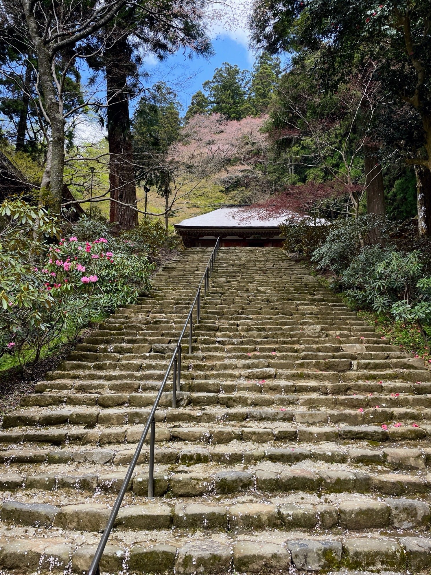 奈良・室生古道と千年桜、千本杉：1｜美術館とお寺と猫