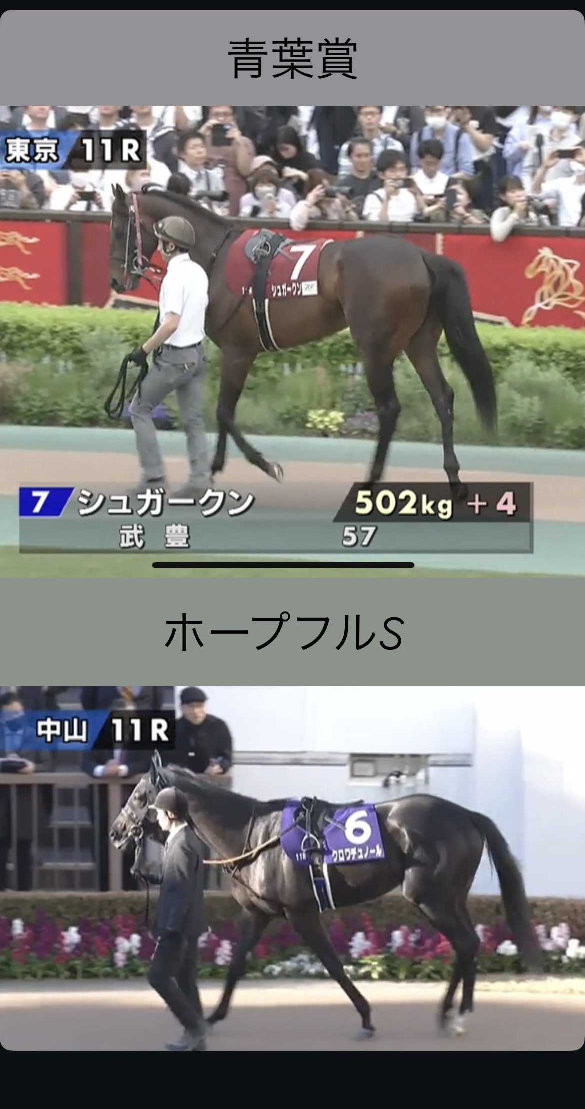 新しい形 クロワデュノール｜タマ 馬の形が、全てを教えてくれる