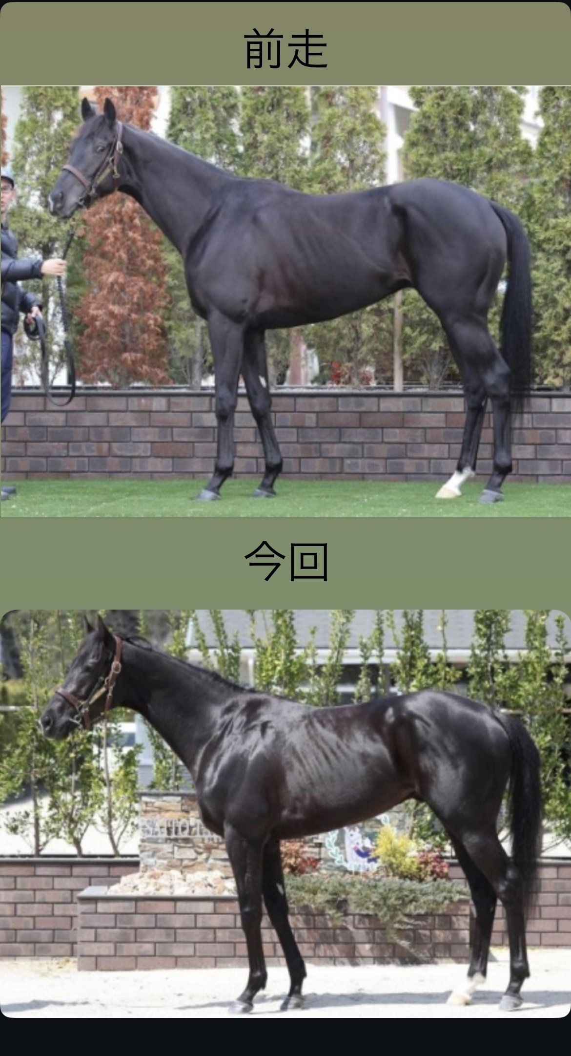 新しい形 クロワデュノール｜タマ 馬の形が、全てを教えてくれる