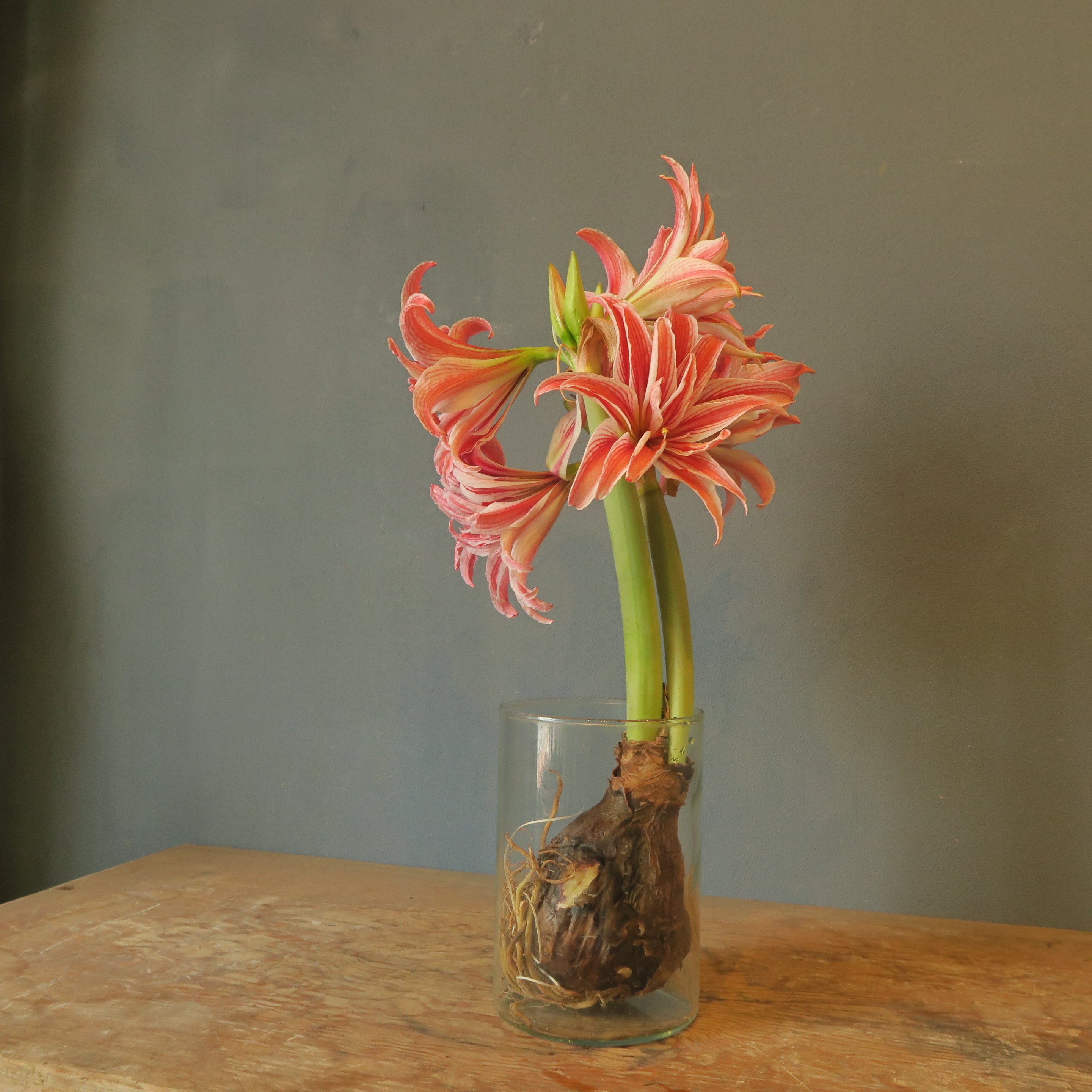 モグコロマジックアマリリス3種 マジックアマリリス｜花屋のラフ