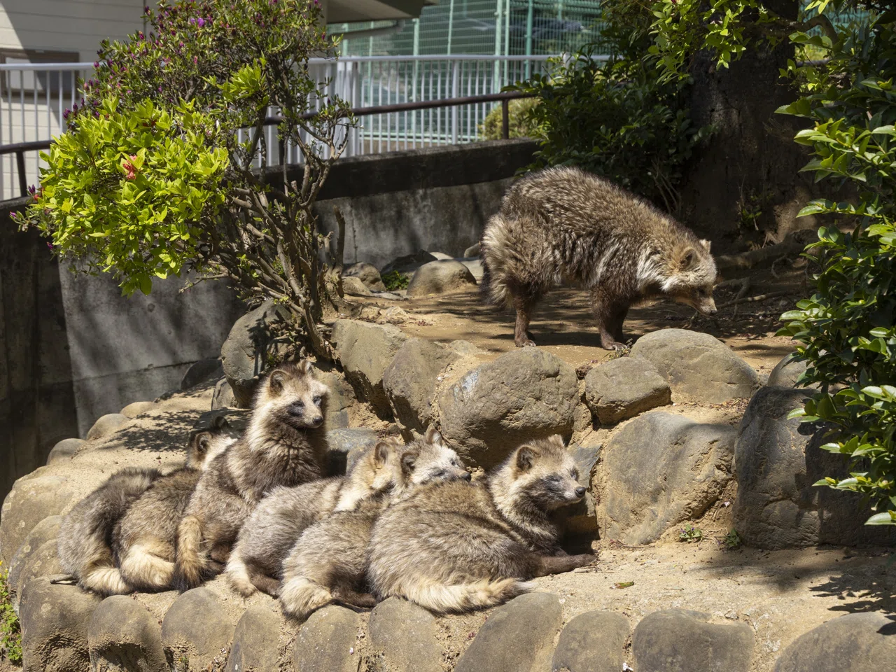 【中古】 ある日、ある時、ある動物園で。 息子と岡崎東公園へ！恐竜広場と動物園で半日遊んだ話【動物園編