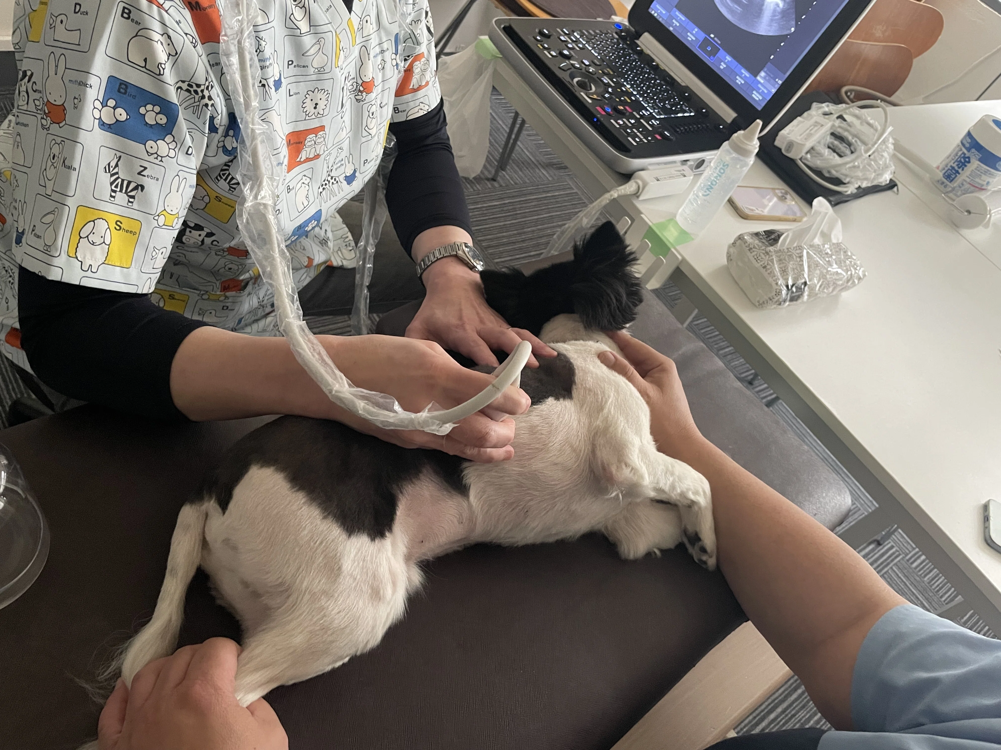 初めてでも大丈夫。犬の腹部エコー検査 入門ガイド｜岩吉 勇