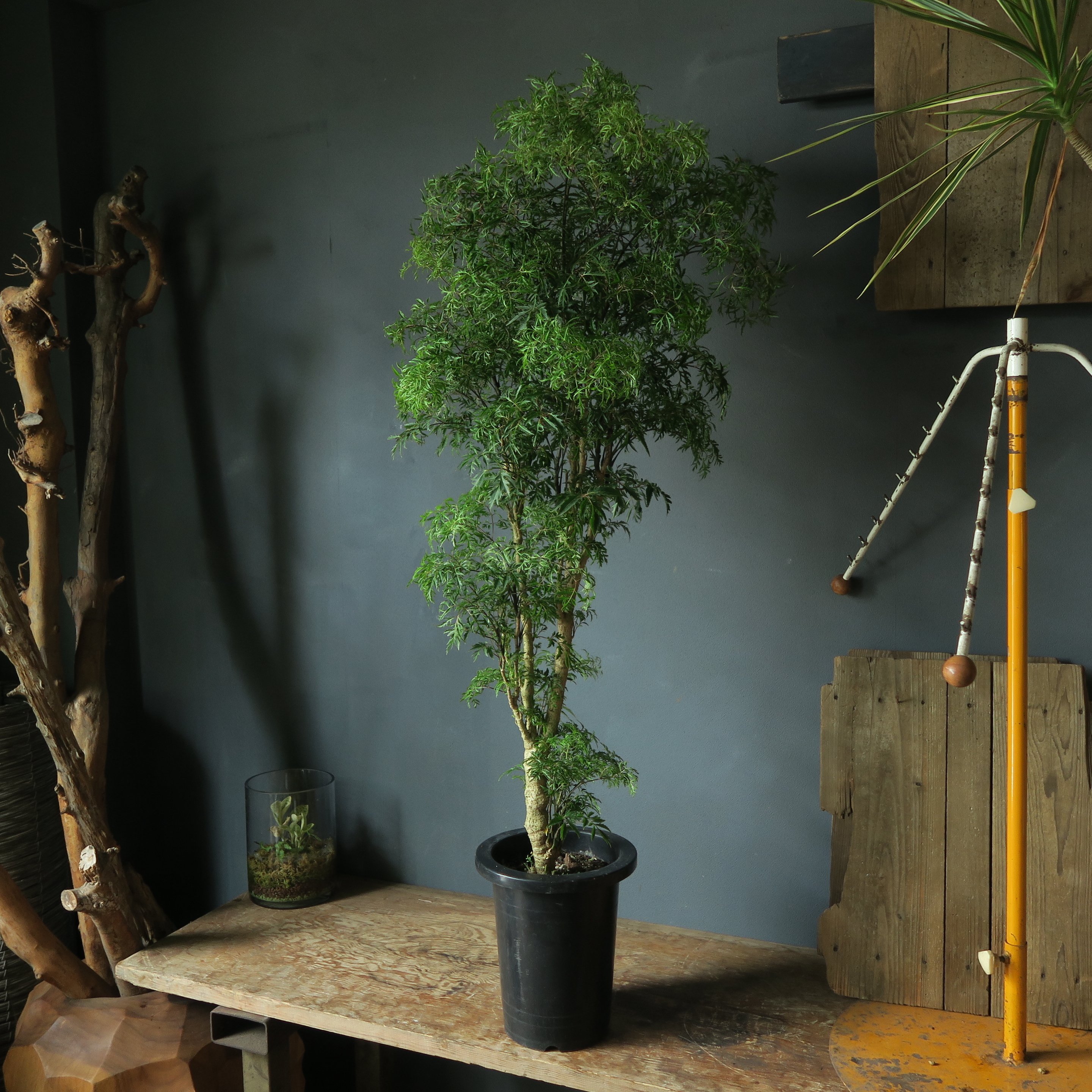 ポリシャス スターシャイン 曲がり 盆栽 おしゃれ 観葉植物 ポリシャス