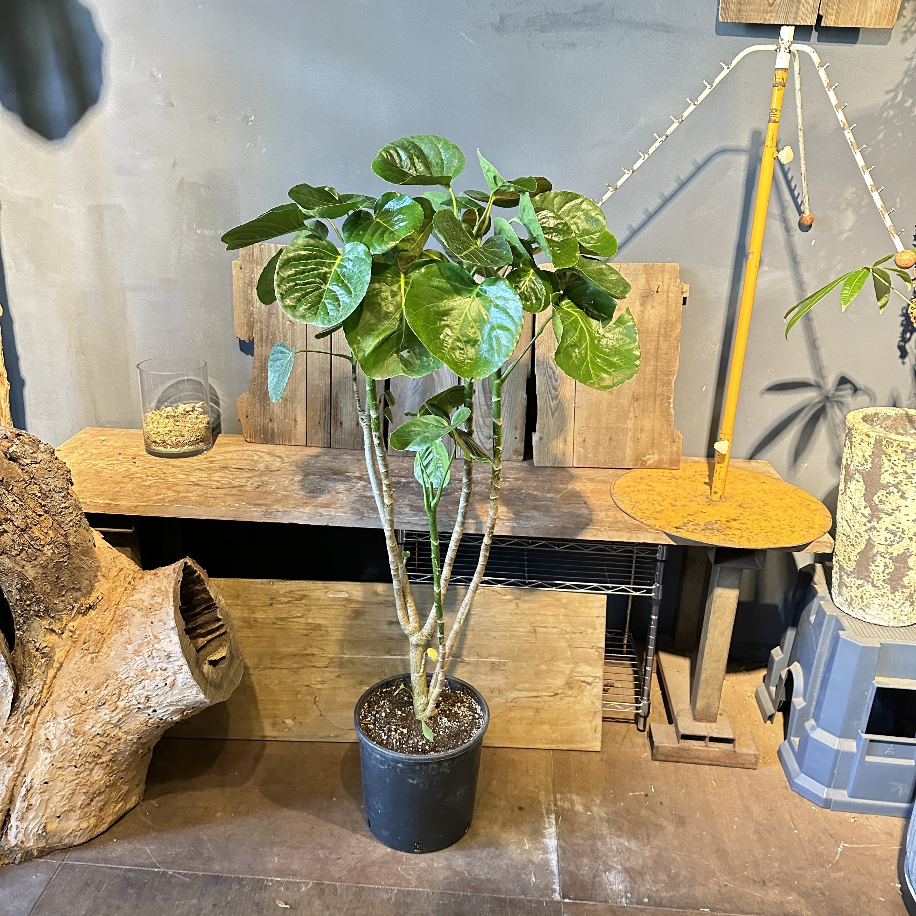 ポリシャスの育て方｜花屋のラフ