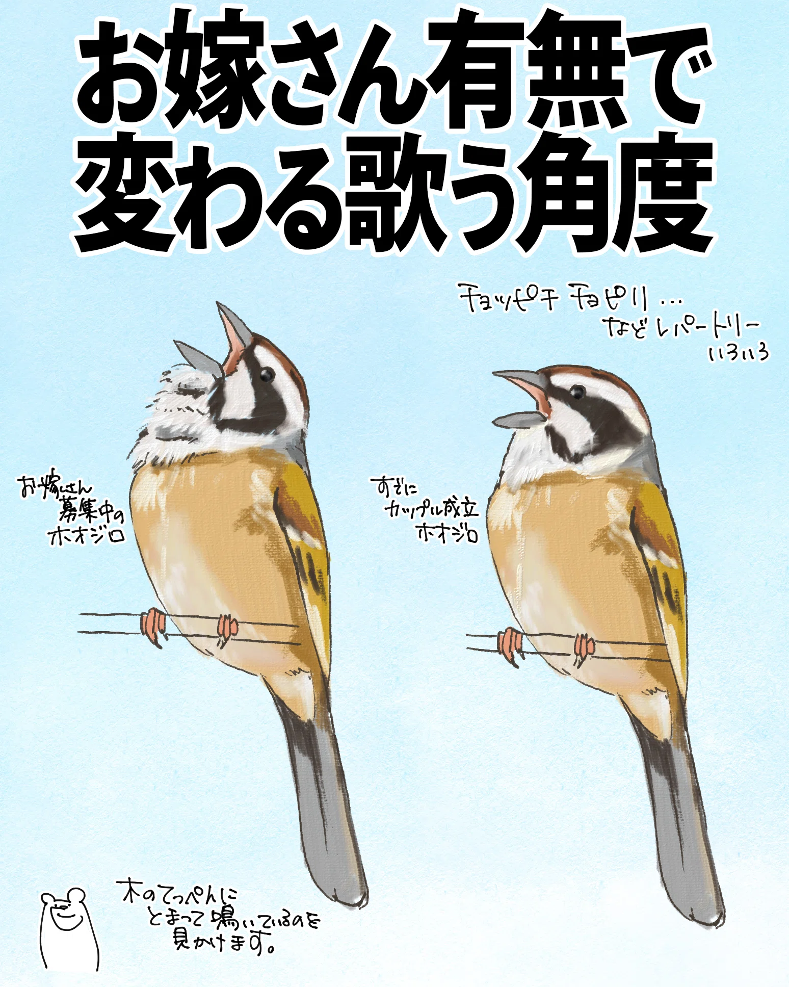 お嫁さんの有無で、鳴く角度が変わる？｜ホオジロ｜くますけ｜自然