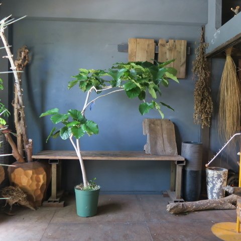 フィカス ウンベラータの育て方｜花屋ラフさん