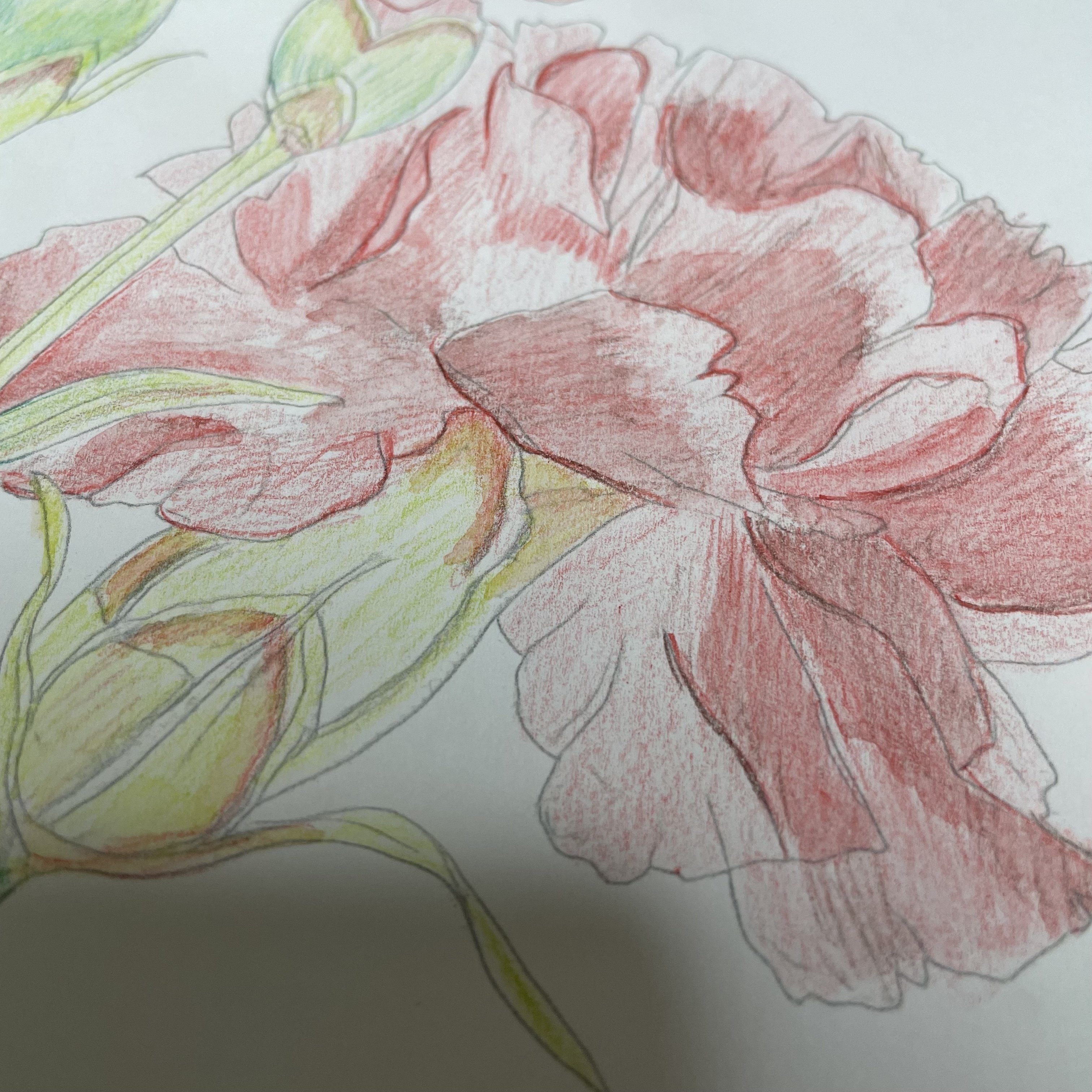 色鉛筆　カーネーション　絵 色鉛筆 カーネーション 絵