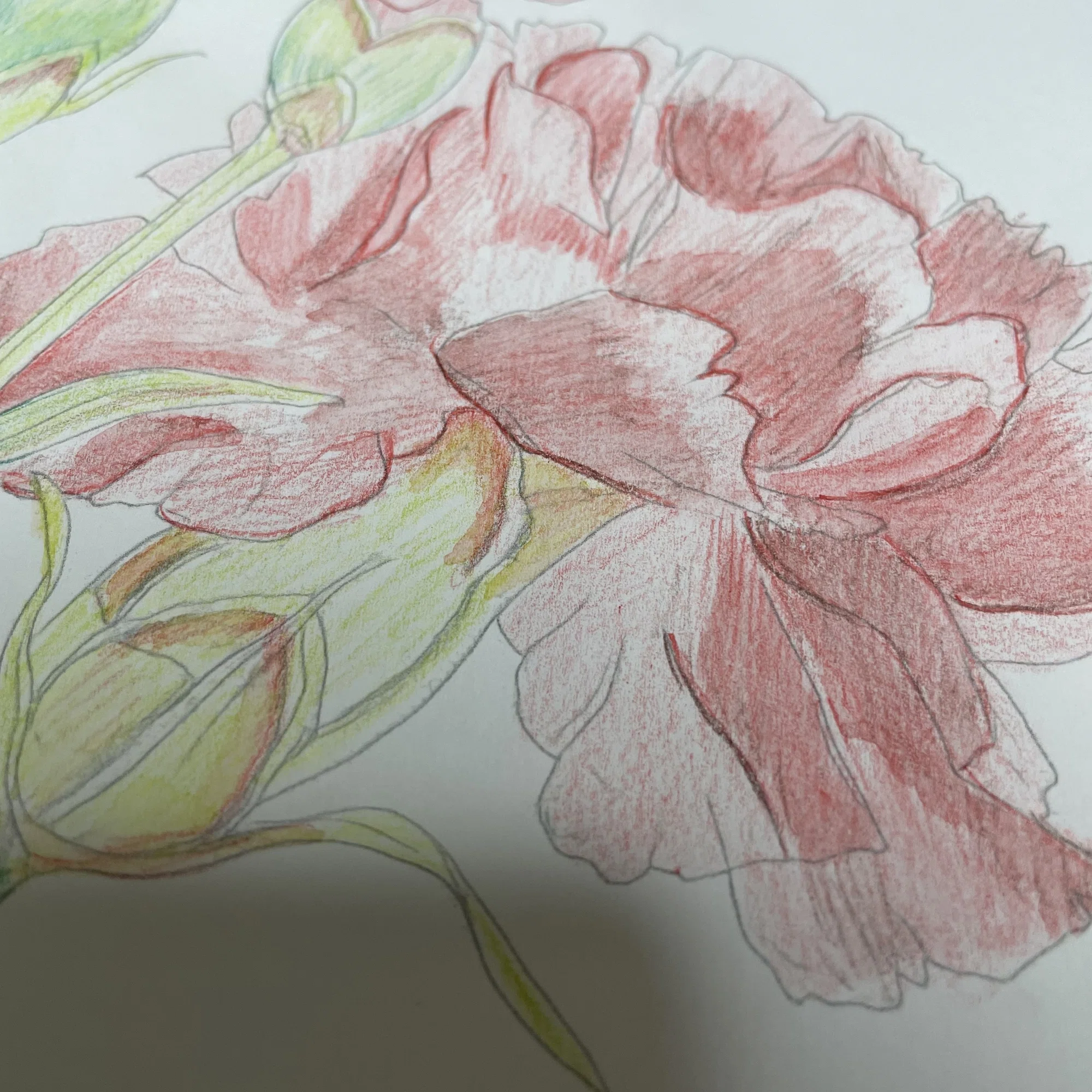 今日の塗り絵】カーネーションを水彩色鉛筆で塗ってみました｜すずき 