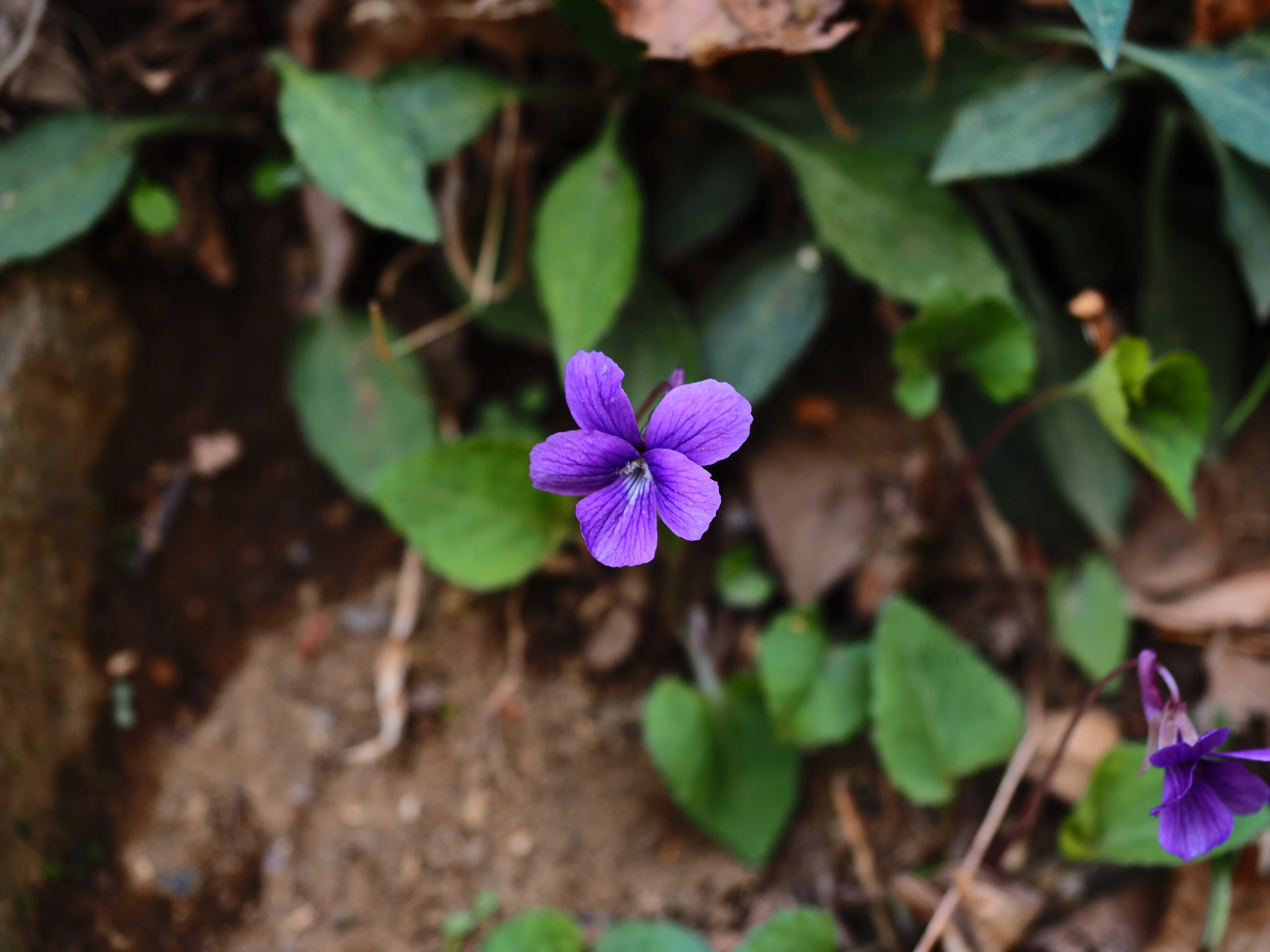 スミレ スミレの山高尾山（16） オカスミレ Takao, the mountain of violets