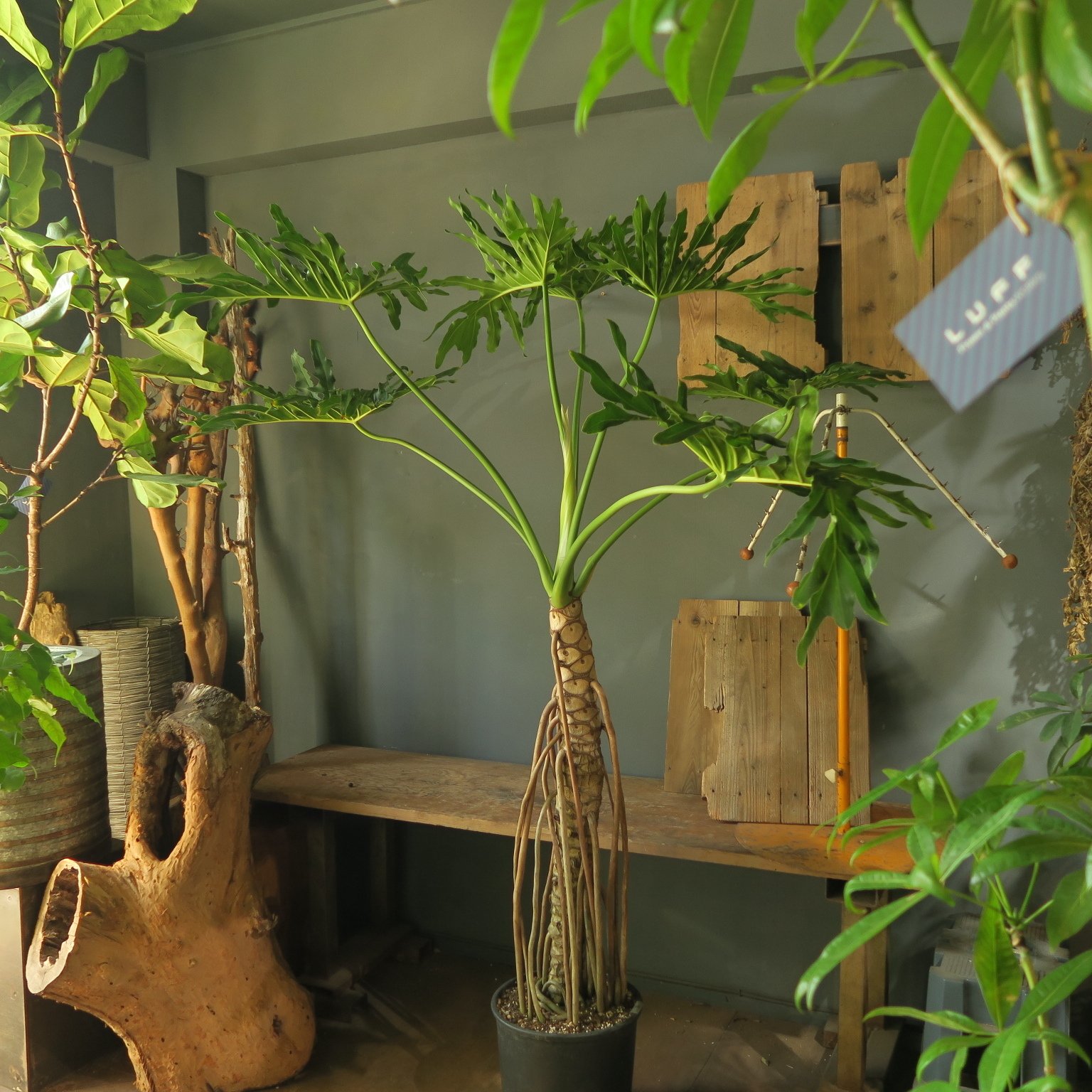 フィロデンドロン セロームの育て方｜花屋のラフ