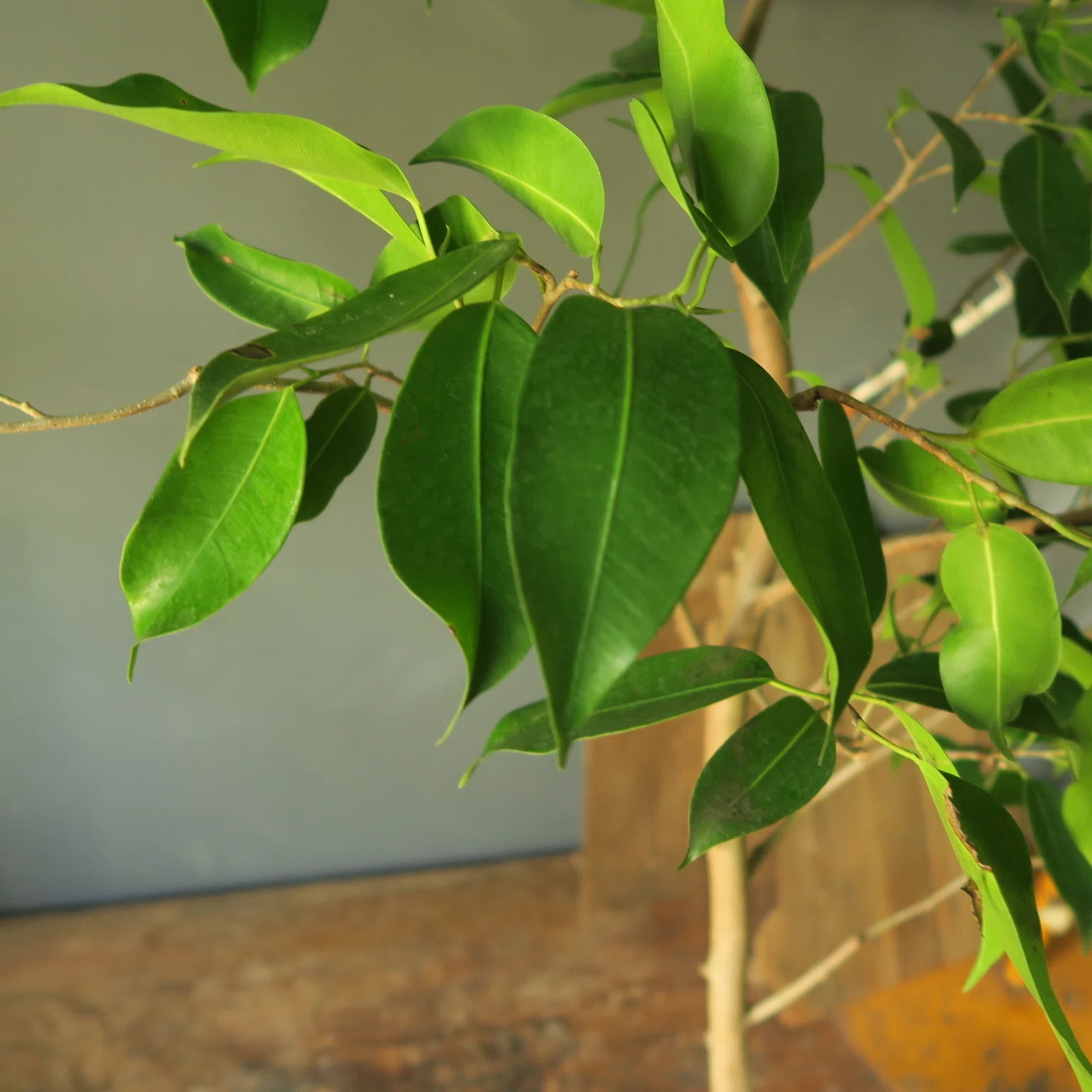 フィカス ストリクタの育て方 花屋のラフ