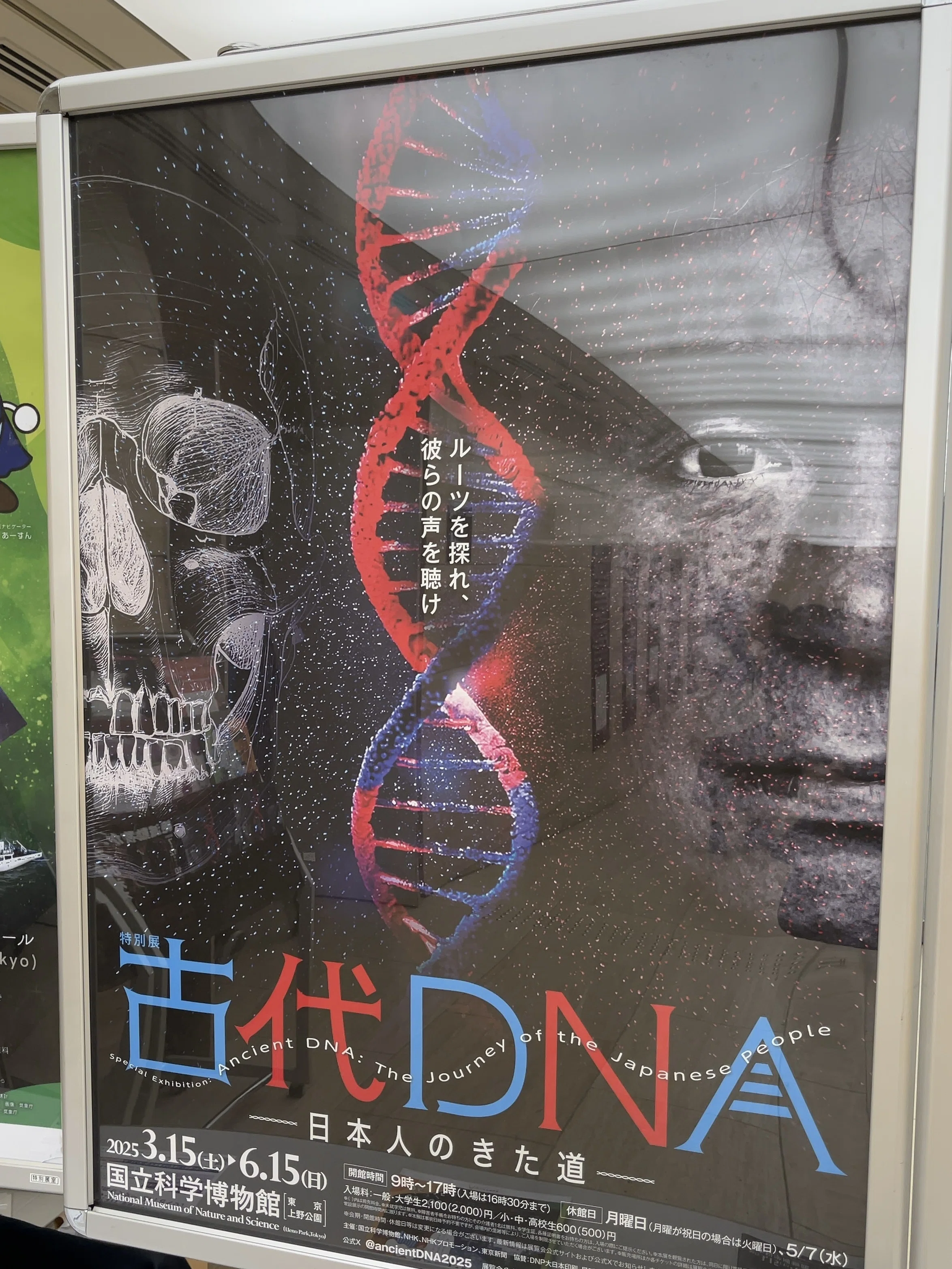 縄文時代、すごくね？【上野・古代DNA】｜モモナ