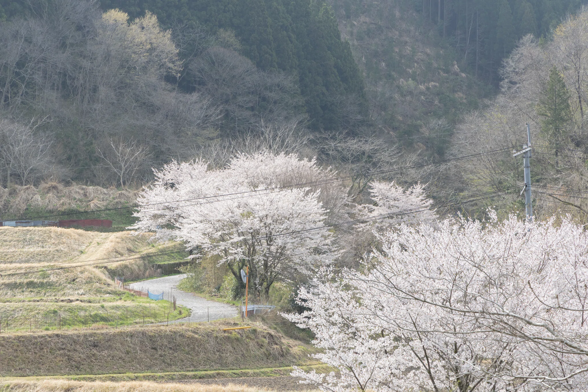 桃源郷を尋ねて――〈島根邑南〉「天国に一番近い里」川角｜氷月