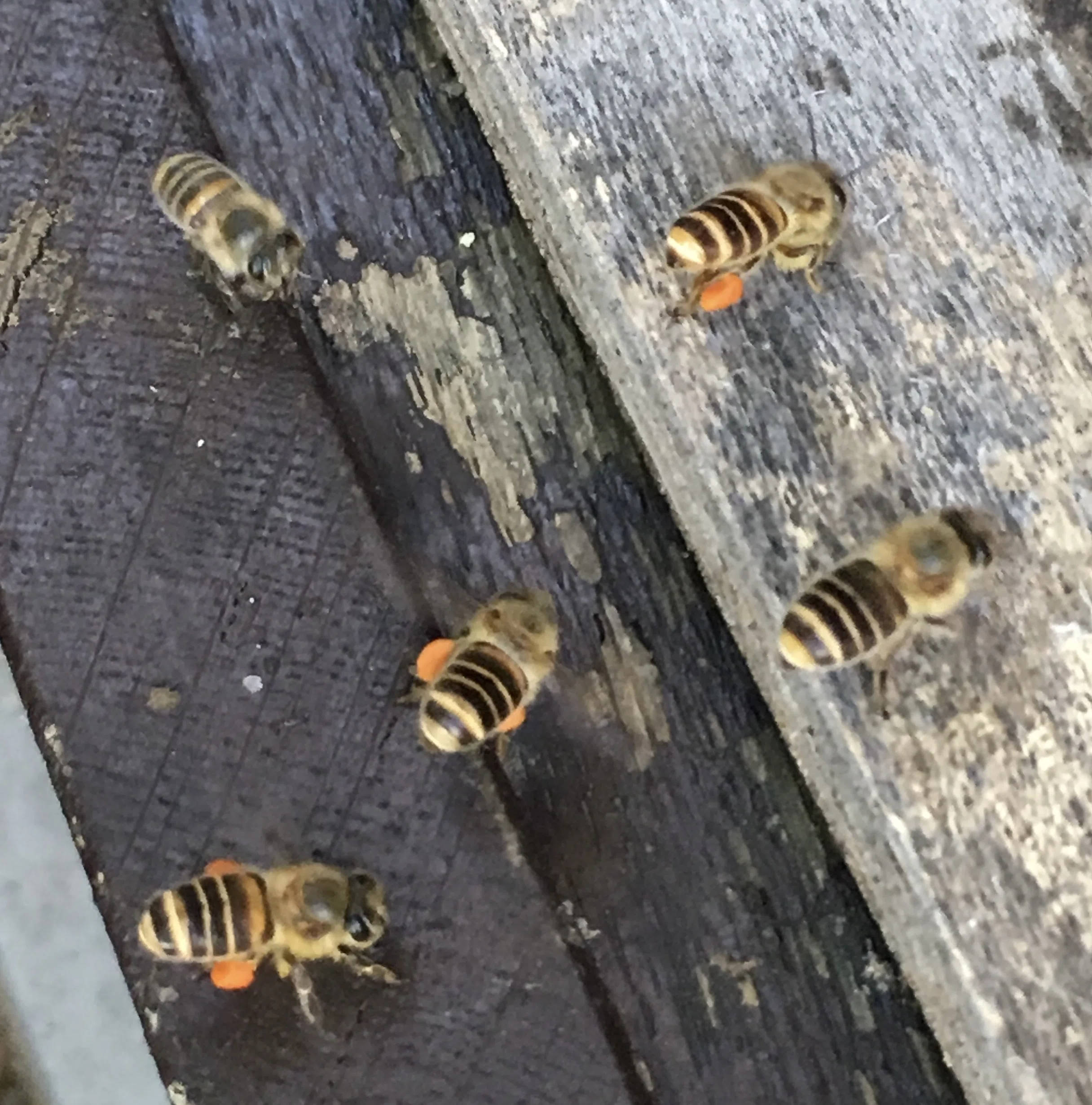 自己紹介：みつばちのいる暮らし🐝 はじめてのnote｜bee.friendly