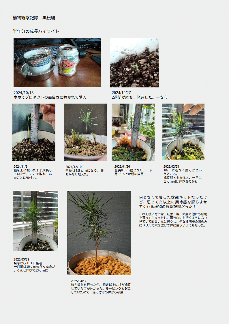 黒松成長過程記録 （生）2024.10～（没）2025.07｜兜屋MELT