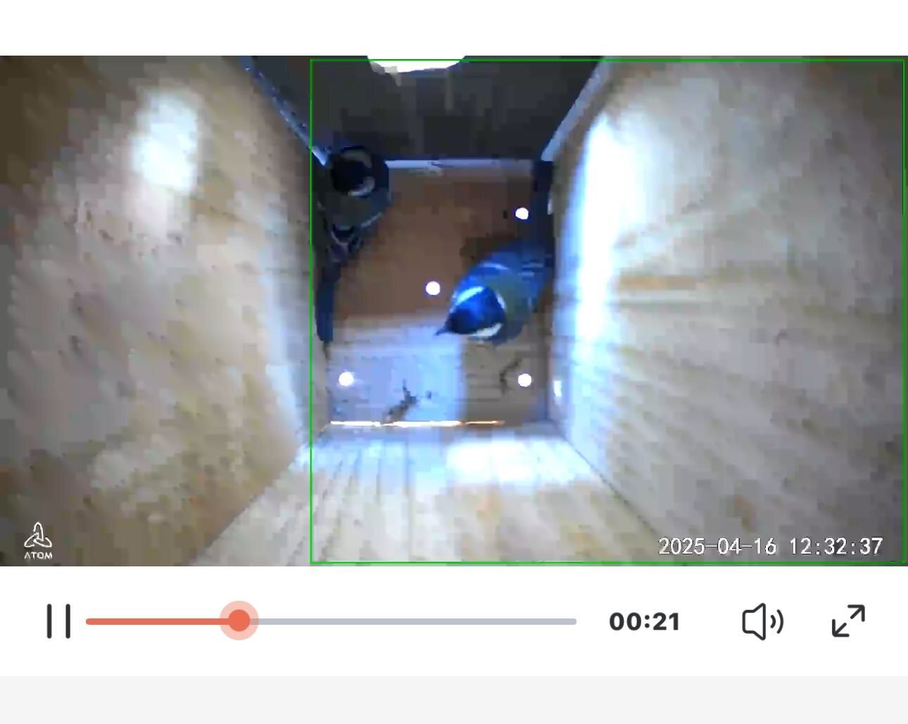 家に巣箱を置くと、シジュウカラとともに過ごす人生が得られてとても