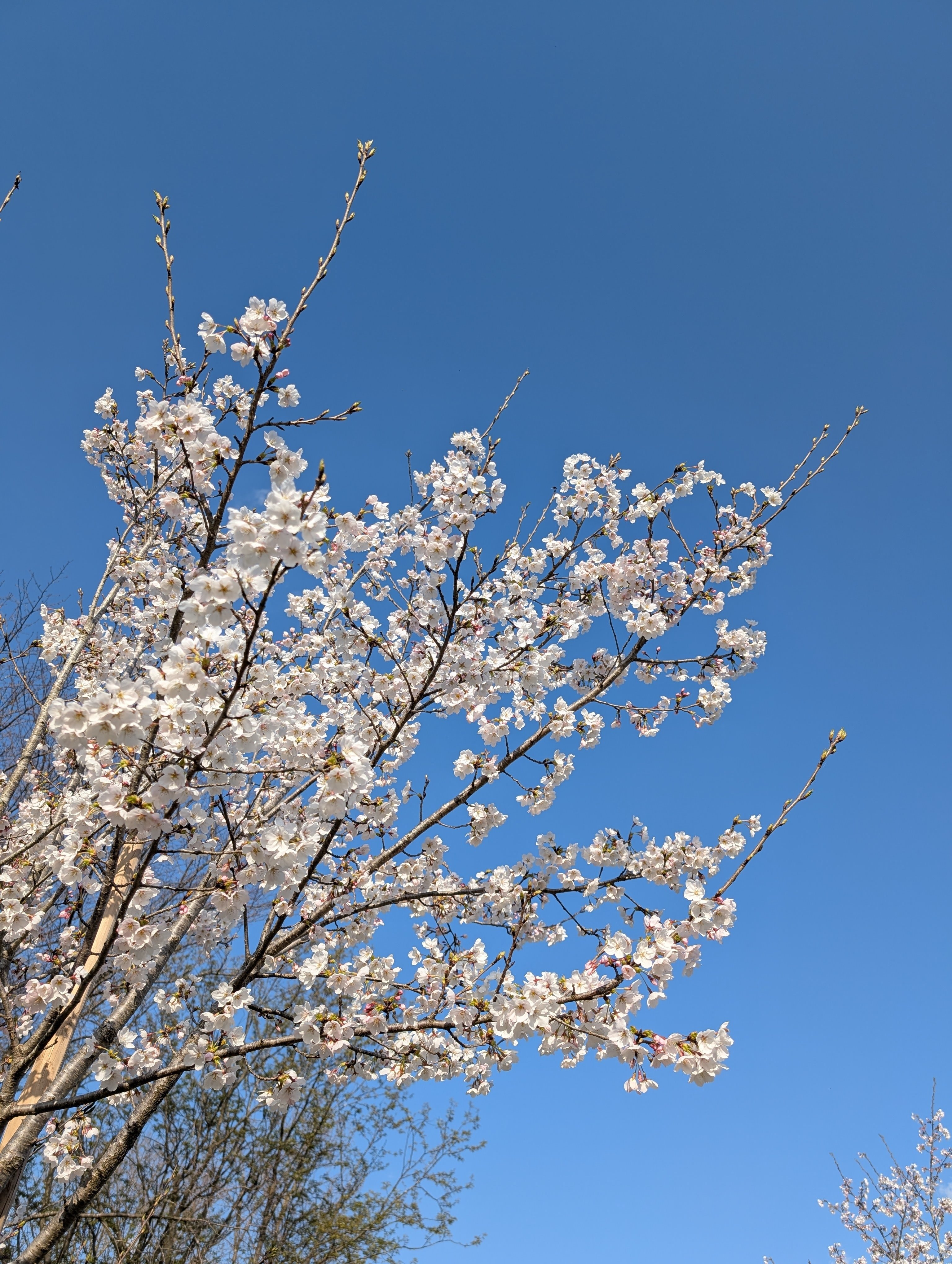 桜が白い｜ザキナカ🗽