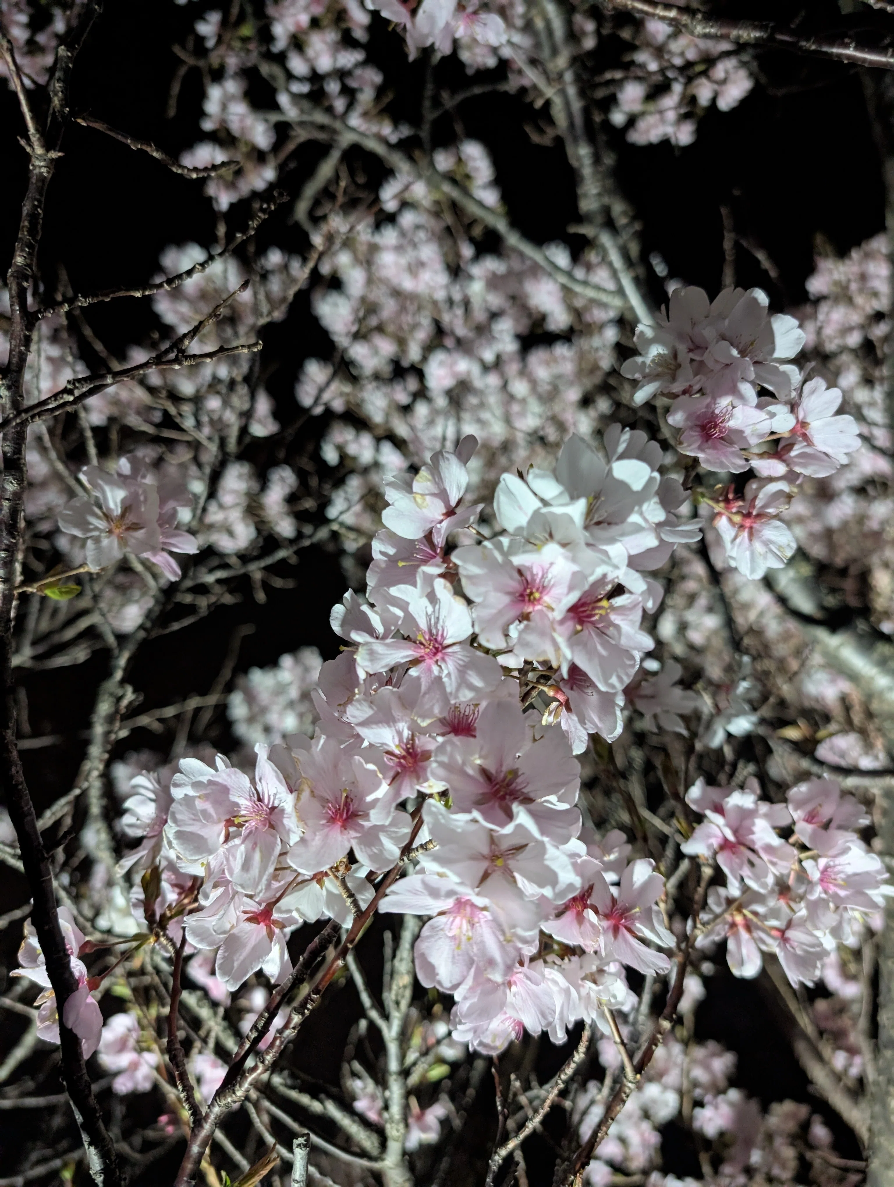 桜が白い｜ザキナカ🗽