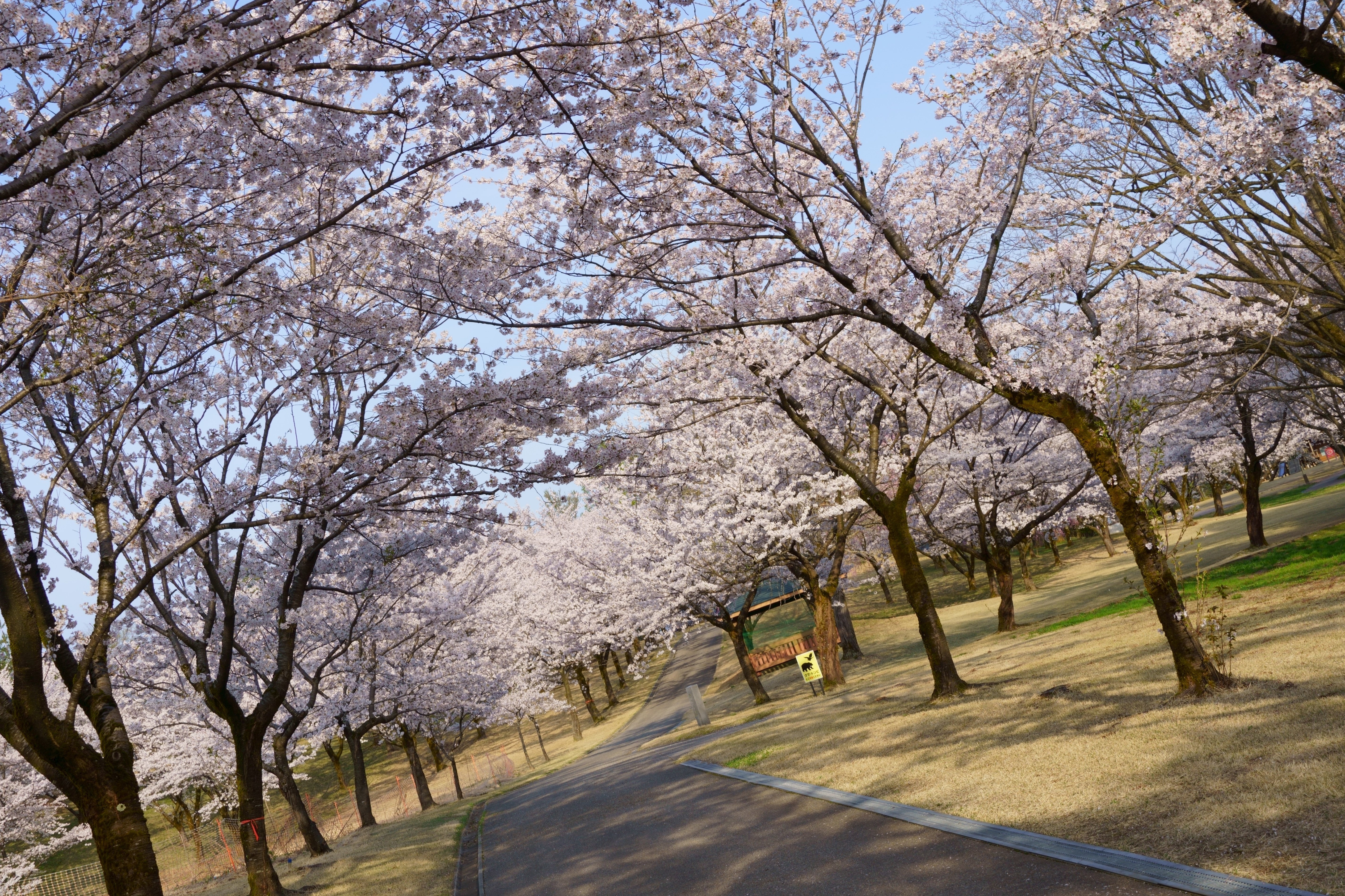 桜と蓮の広告を見に金沢へ|あかかい 桜と蓮の広告を見に金沢へ|あかかい