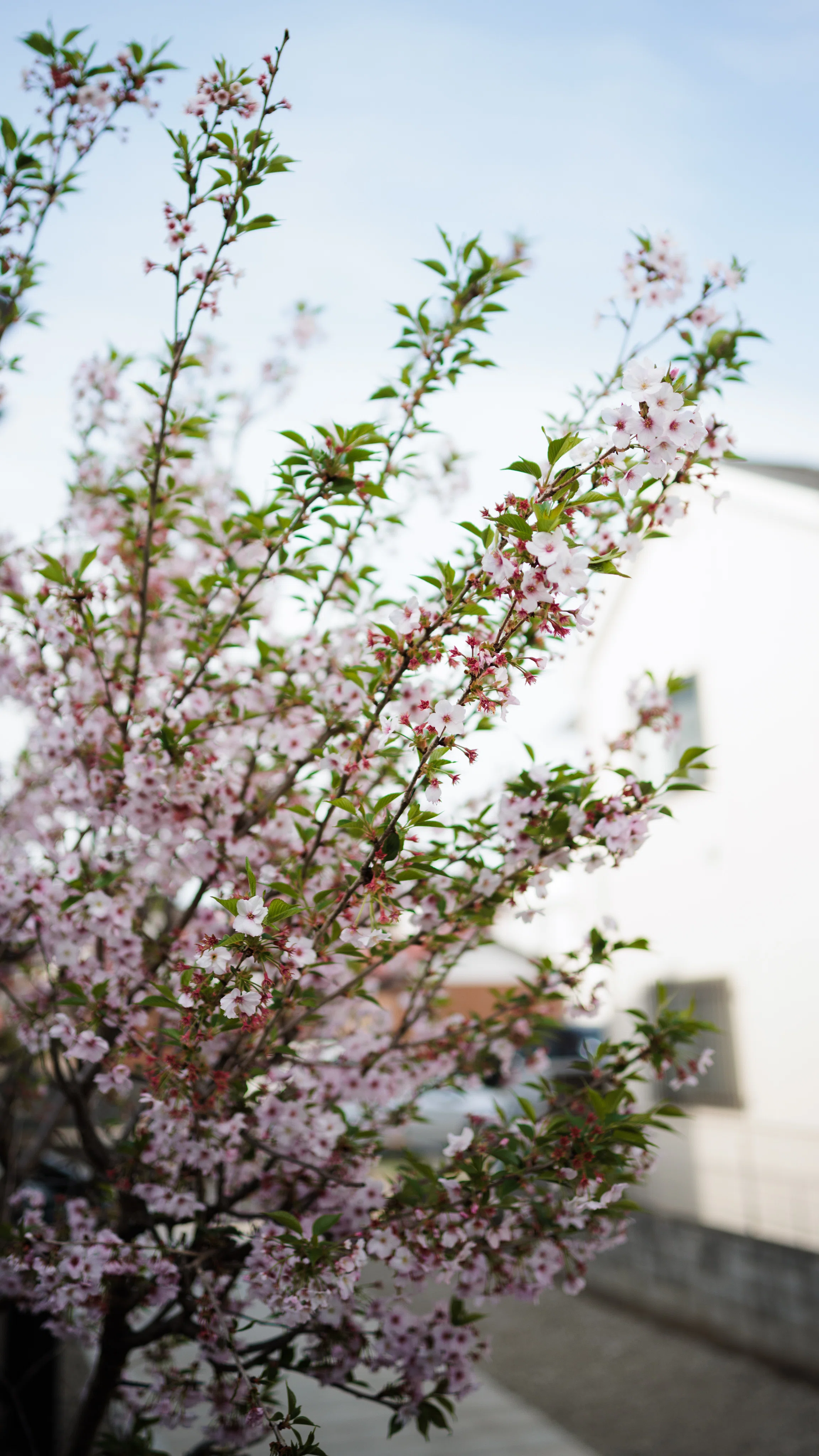 Thypoch Simera 28mm F1.4 RF-Mount｜フリーダムレッド