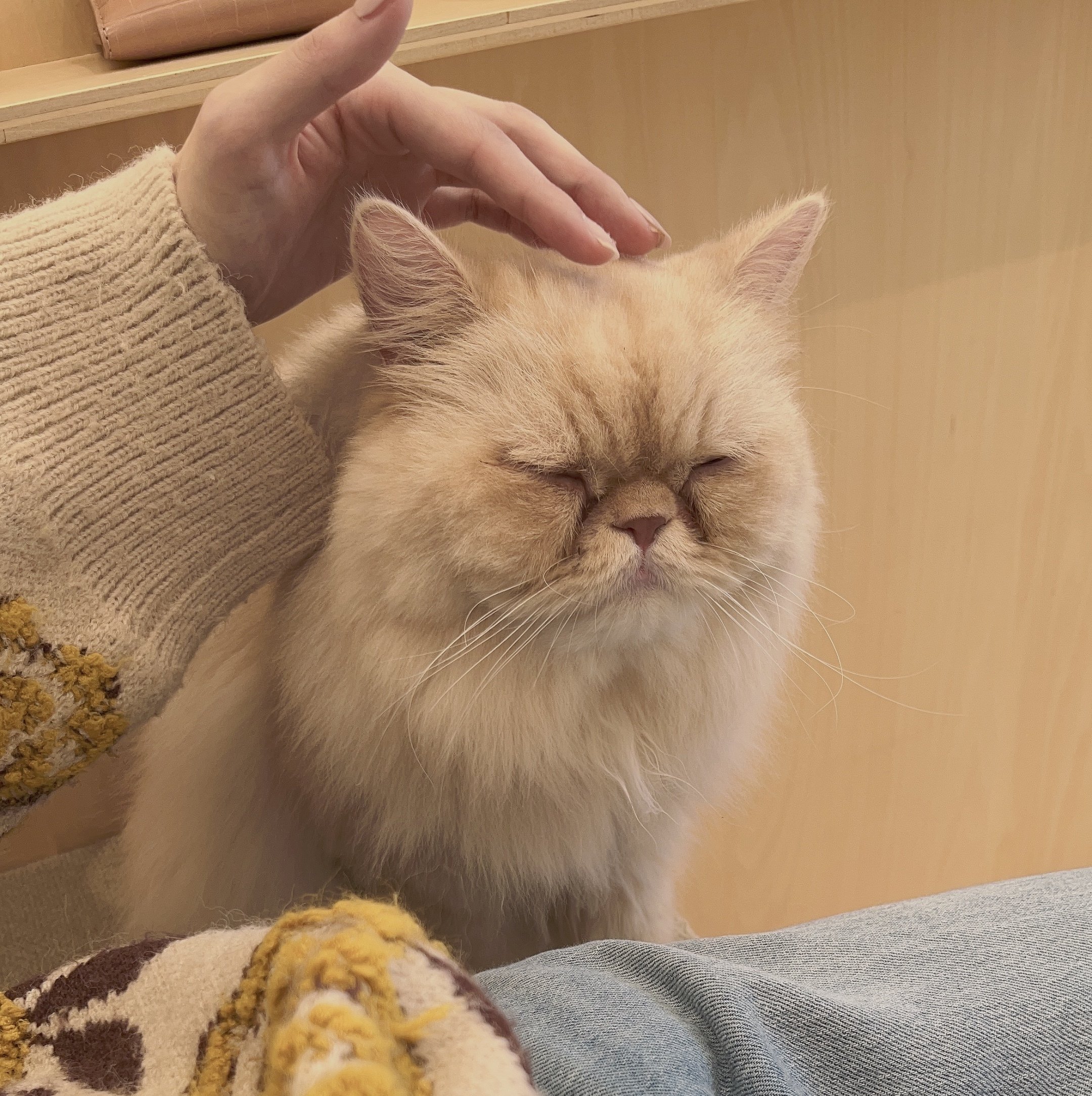 絶妙なゆるさのイラストをAIで生成する試み（猫）｜京子