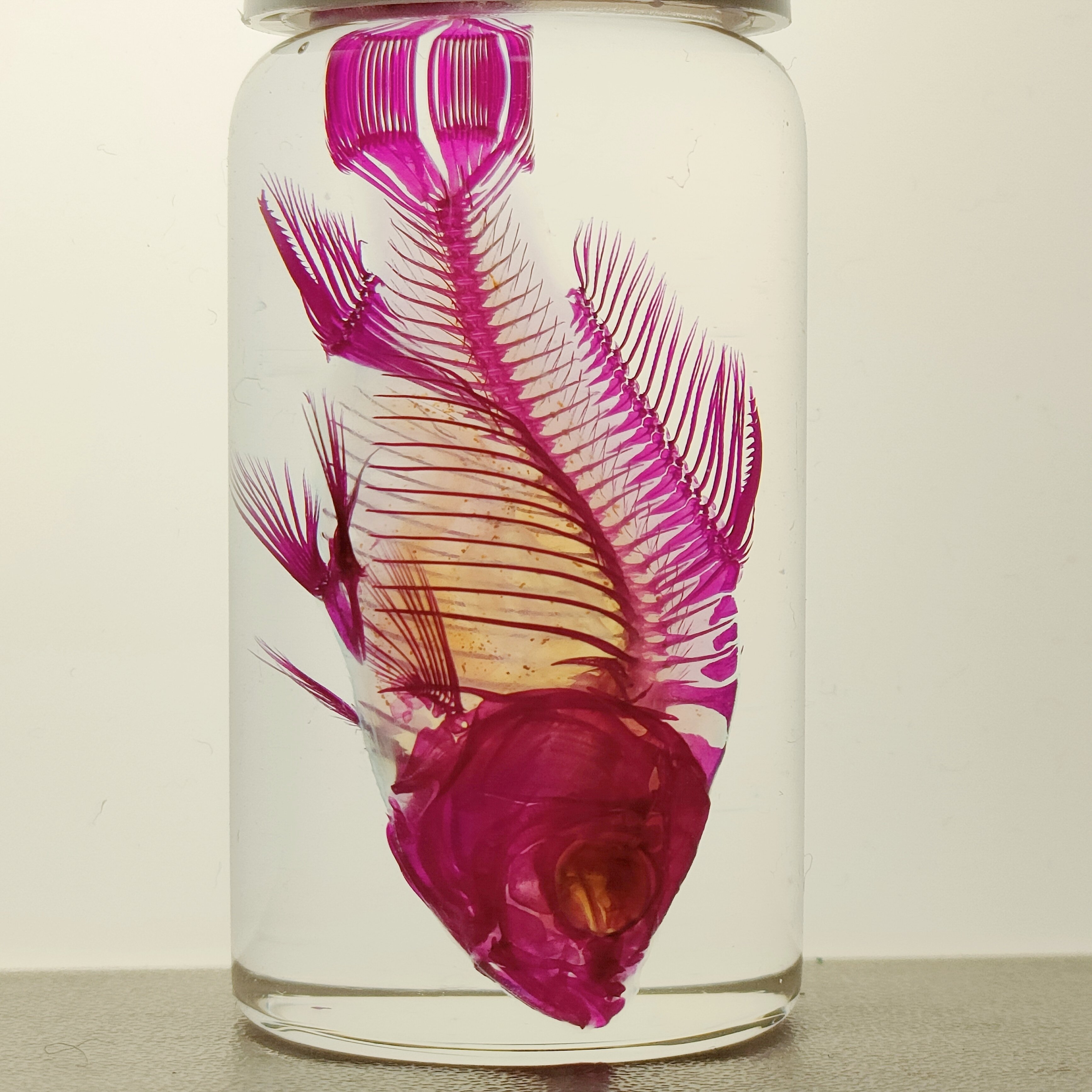 透明標本作製キット】薬液のみ 全9種類 11点 【透明標本作製キット