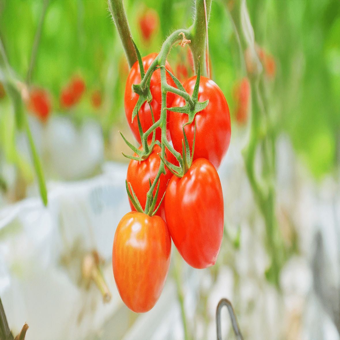 🤖AIが育てるトマト🍅｜関西スーパー公式ブログ