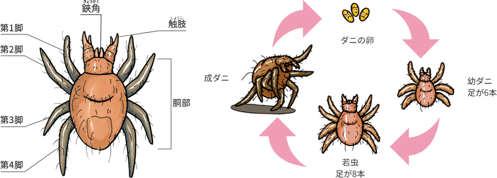 ダニ対策、ダニ予防には「3つの条件」をおさえよう！｜KINCHO公式note