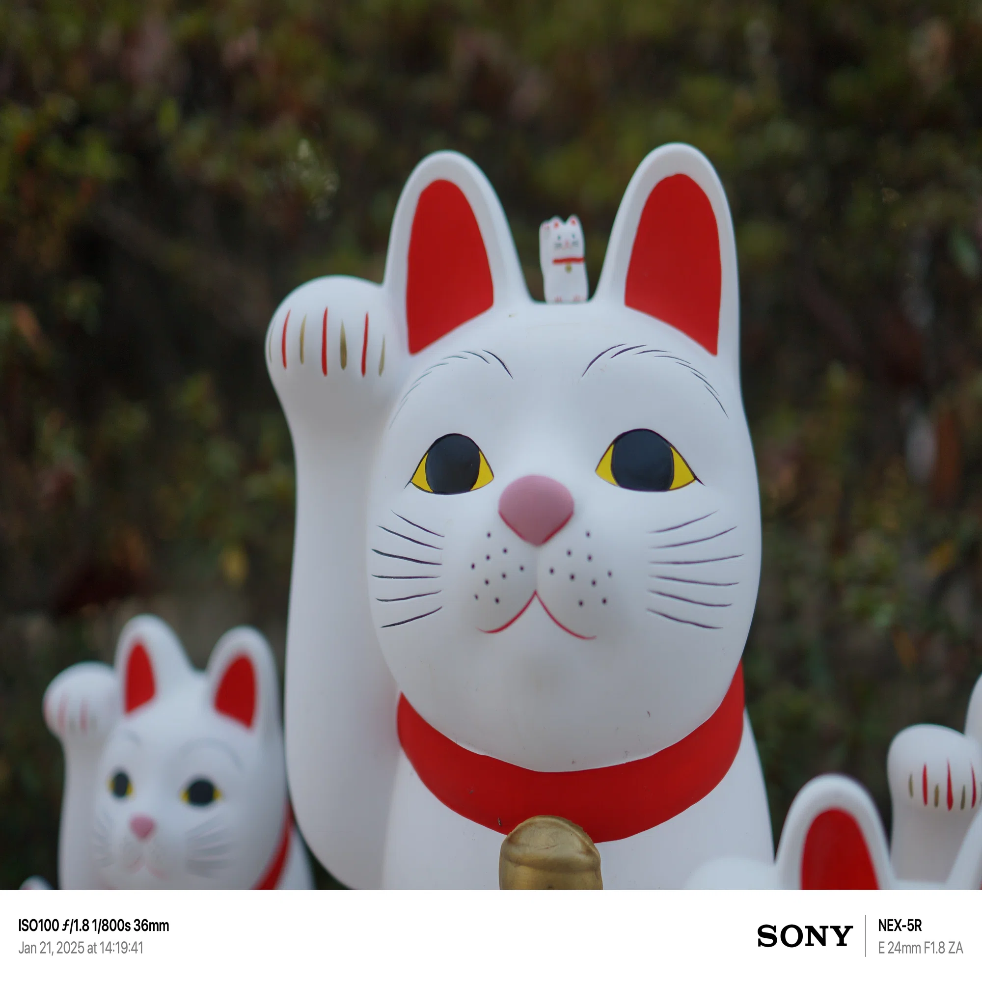 美品 豪徳寺 招き猫 大 NEX-5Rで豪徳寺の招き猫を撮ってみた｜まあ