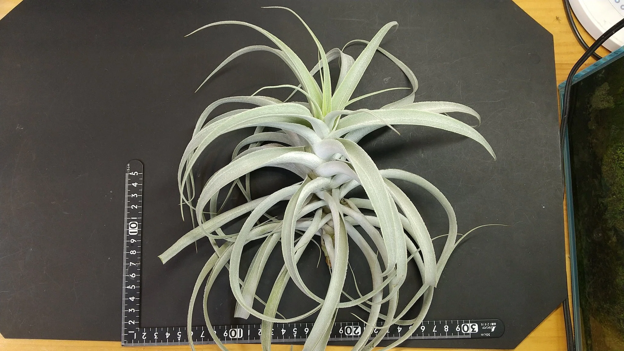 画像のチランジア全て チランジア入荷リスト4/12｜NatureGarden🌿神田