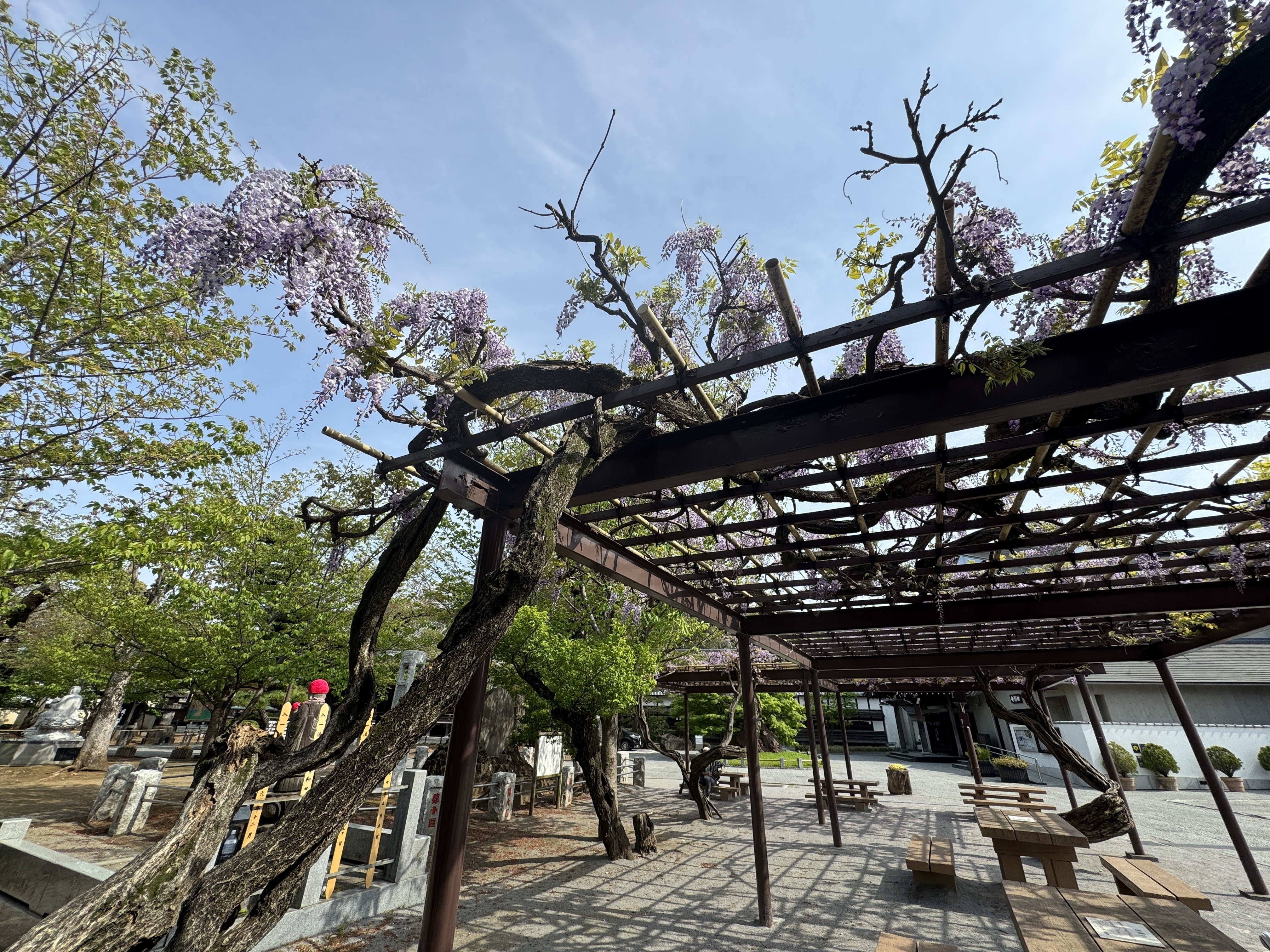 祐天寺散策 藤棚が見頃｜祐天寺駅周辺の魅力を発信する会【公式note】