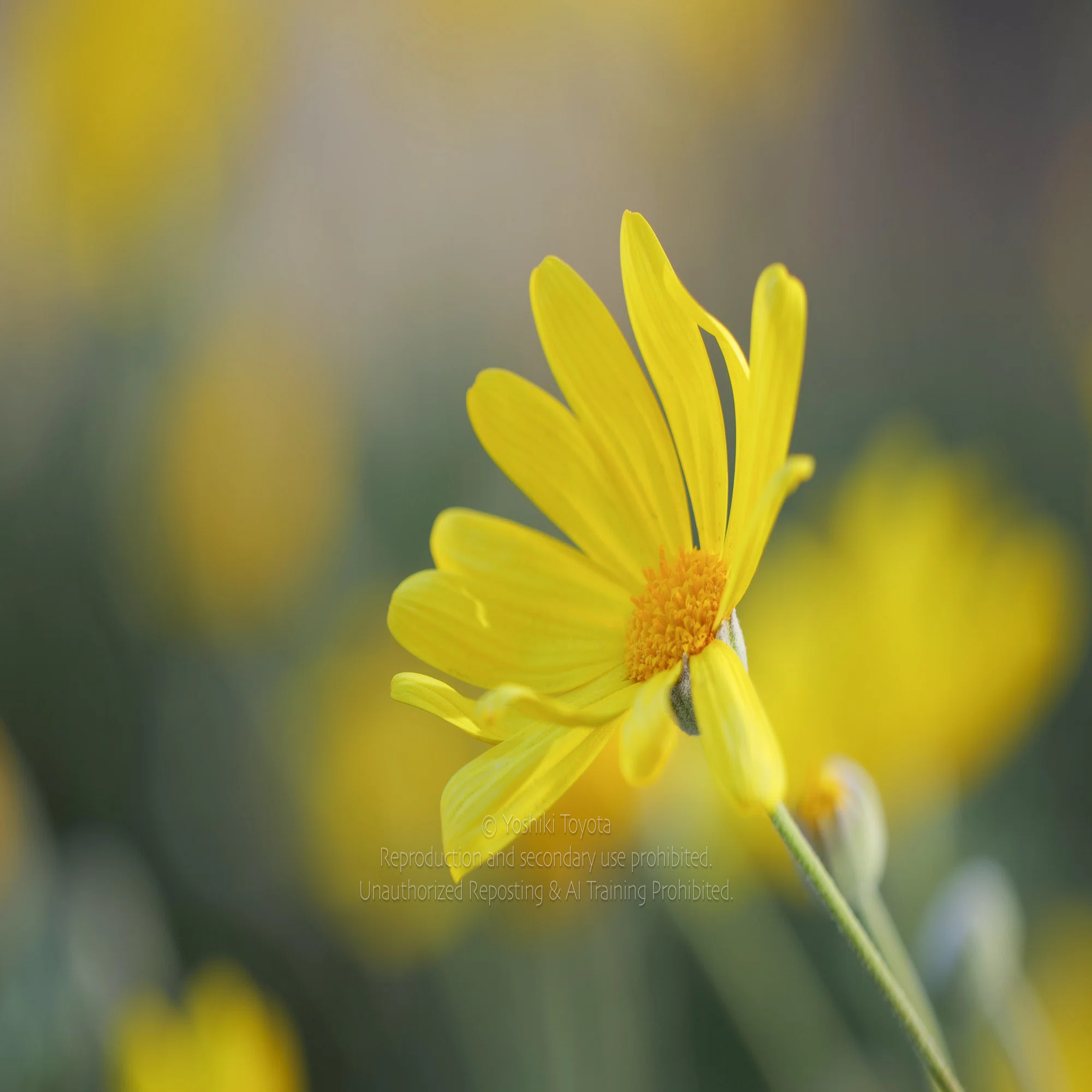 v.565 LUMIX S 70-300mm F4.5-5.6 MACRO O.I.S. よもやま｜豊田慶記