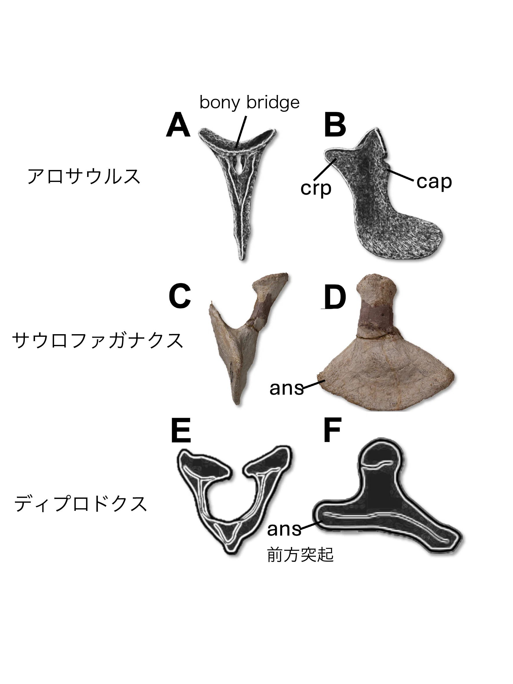 サウロファガナクスはディプロドクス科竜脚類とアロサウルス科獣脚類の
