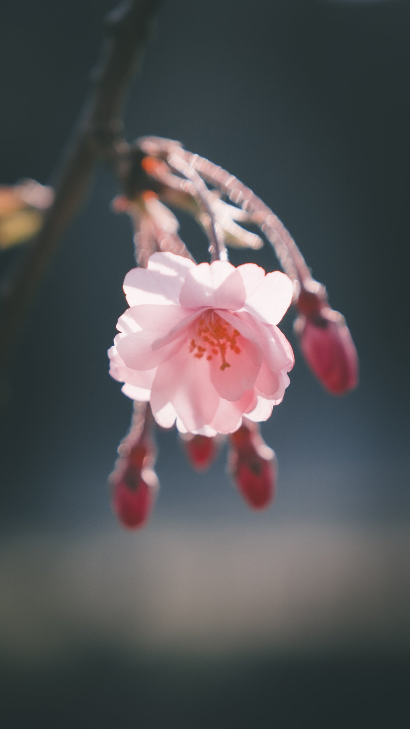ライカQ3 43で桜の撮影|ヤマモトガク ライカQ3 43で桜の撮影|ヤマモトガク