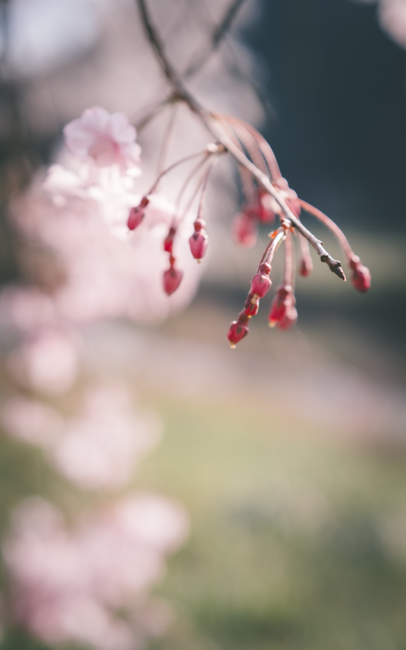 ライカQ3 43で桜の撮影｜ヤマモトガク