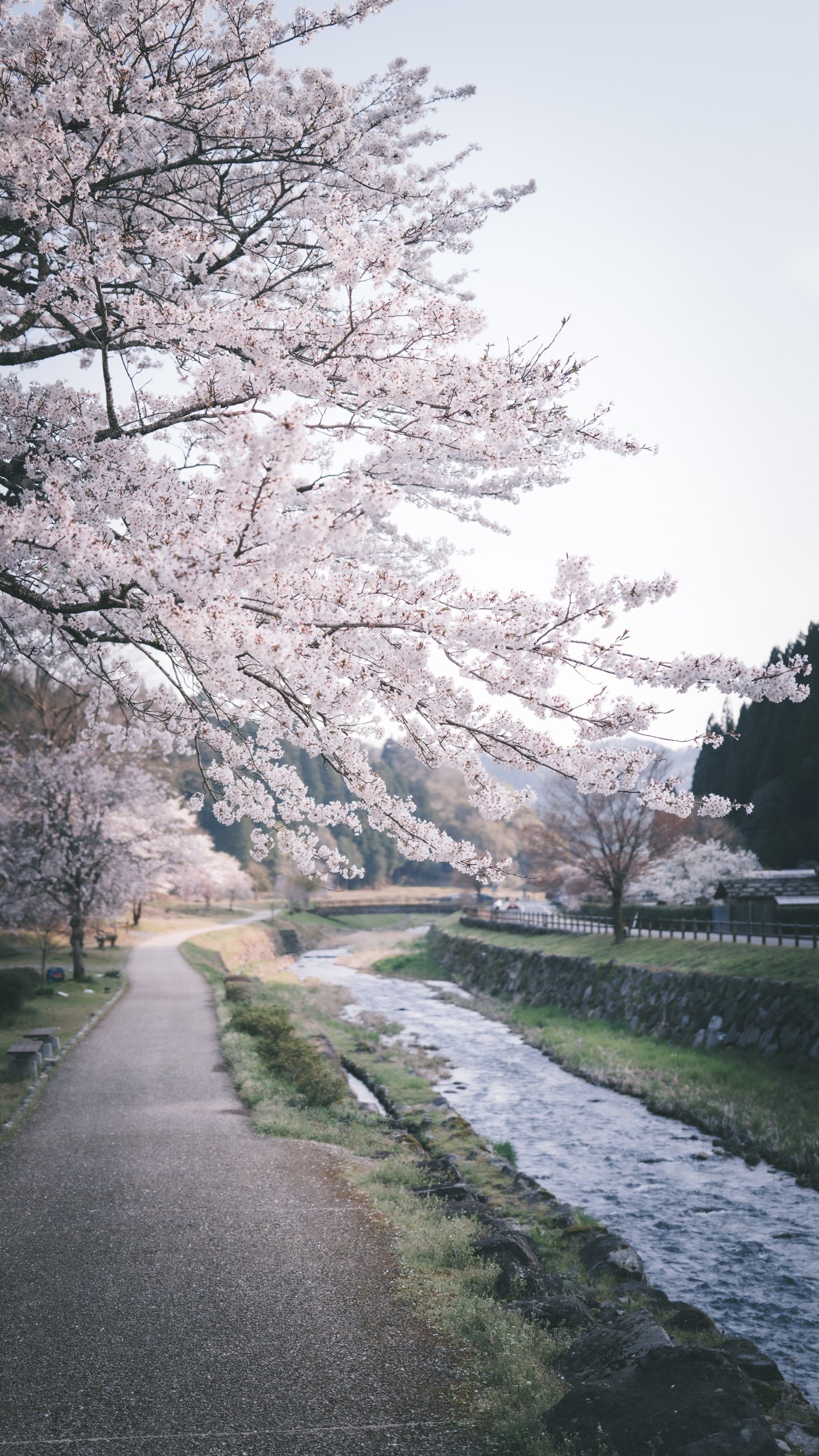 ライカQ3 43で桜の撮影|ヤマモトガク ライカQ3 43で桜の撮影|ヤマモトガク