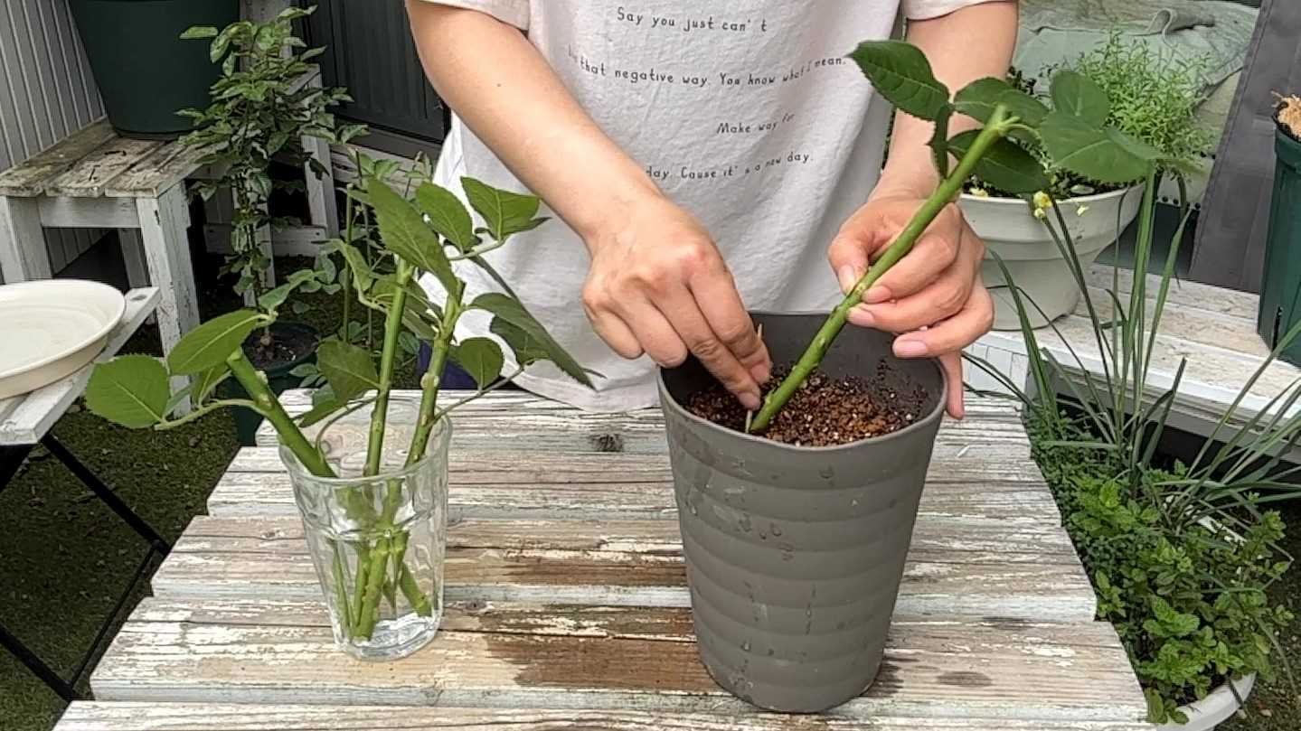 小さな苗が立派に育つ、挿し木バラ成功のカギはここ♪|[無農薬 小さな苗が立派に育つ、挿し木バラ成功のカギはここ♪|[無農薬