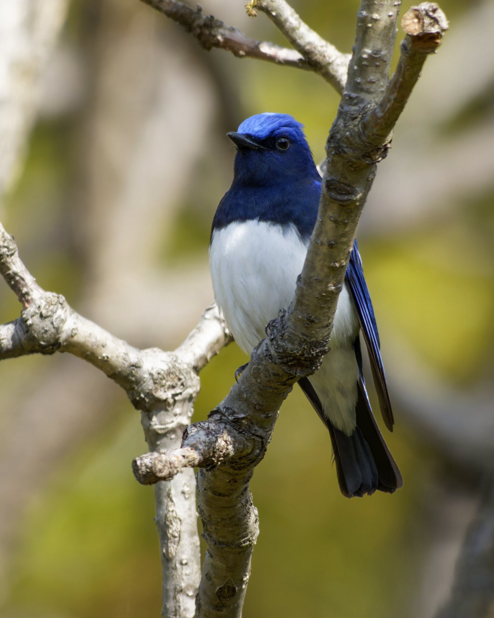 オオルリ(大瑠璃)♂Ⅱ｜Miya