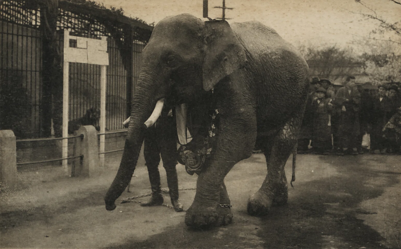 第3章 動物たちの死を見つめる｜三上右近