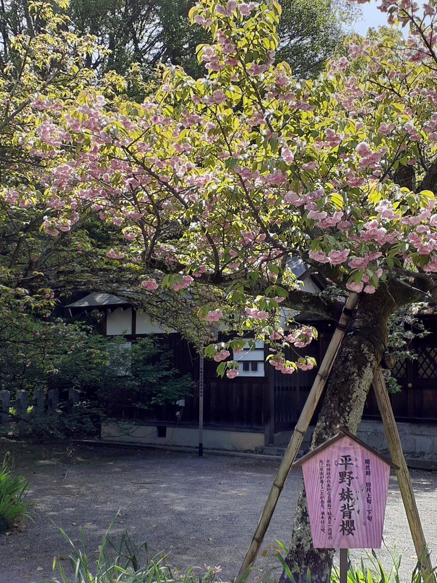 読書散歩｜京都の歩き方 歴史小説家50の視点｜澤田瞳子｜xicano