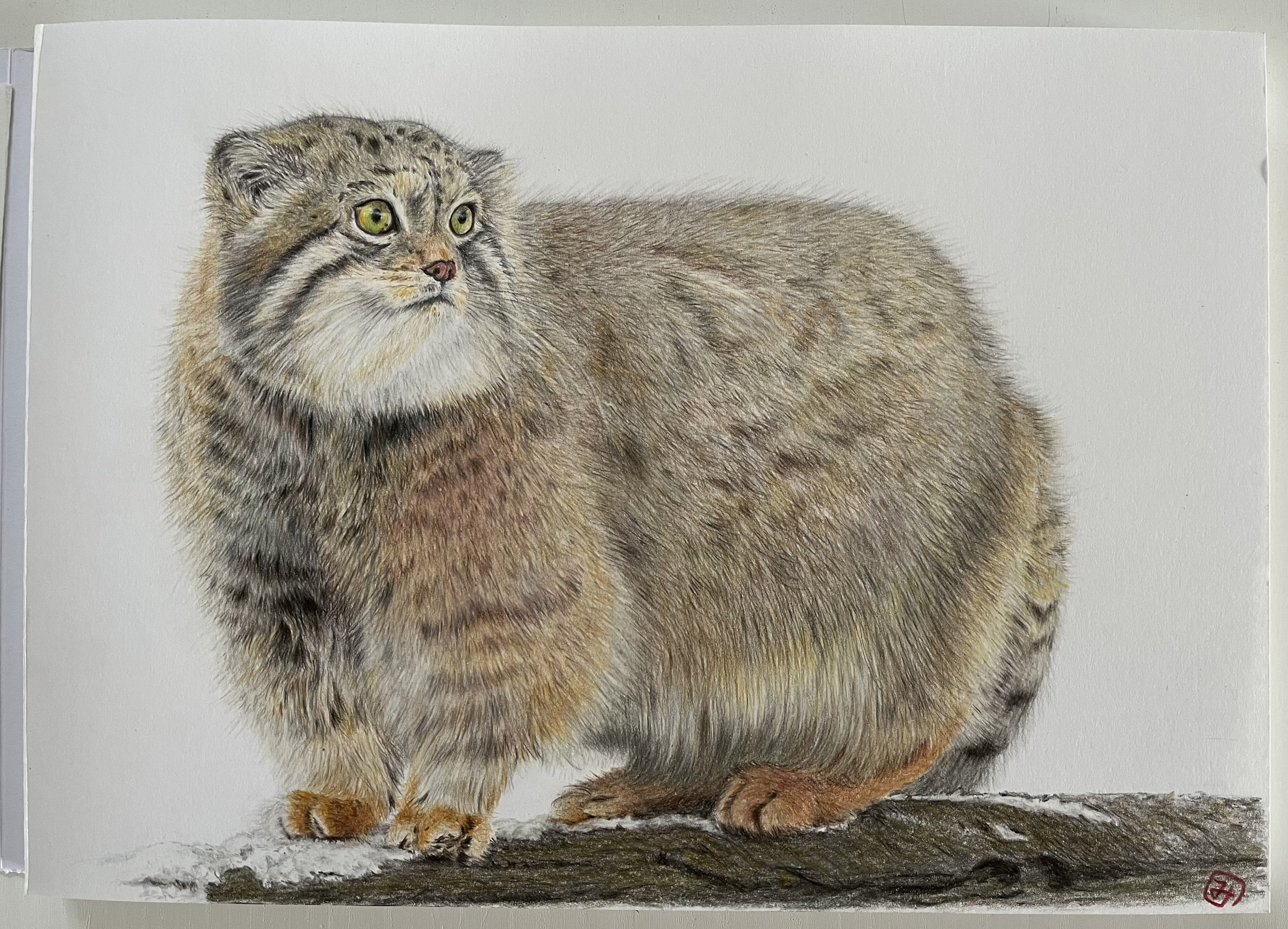 進まなかったマヌルネコが完成した｜みーみー