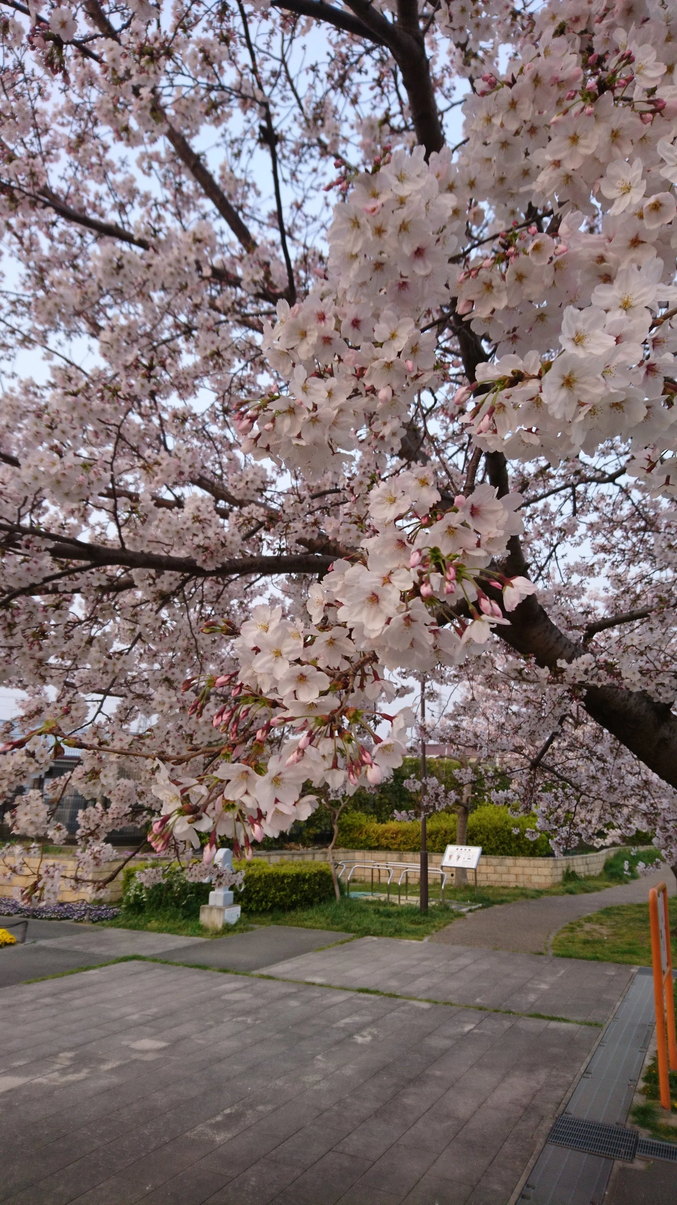 桜が白い｜ザキナカ🗽