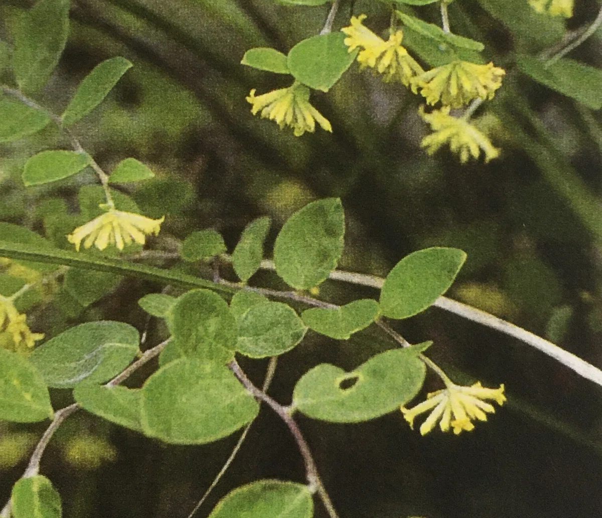 鳥の子紙とは?→紙の王様ともいわれる雁皮紙です 【鳥の子紙 概説編】 【和紙 第1回】|Study of Washi from Echizen ...