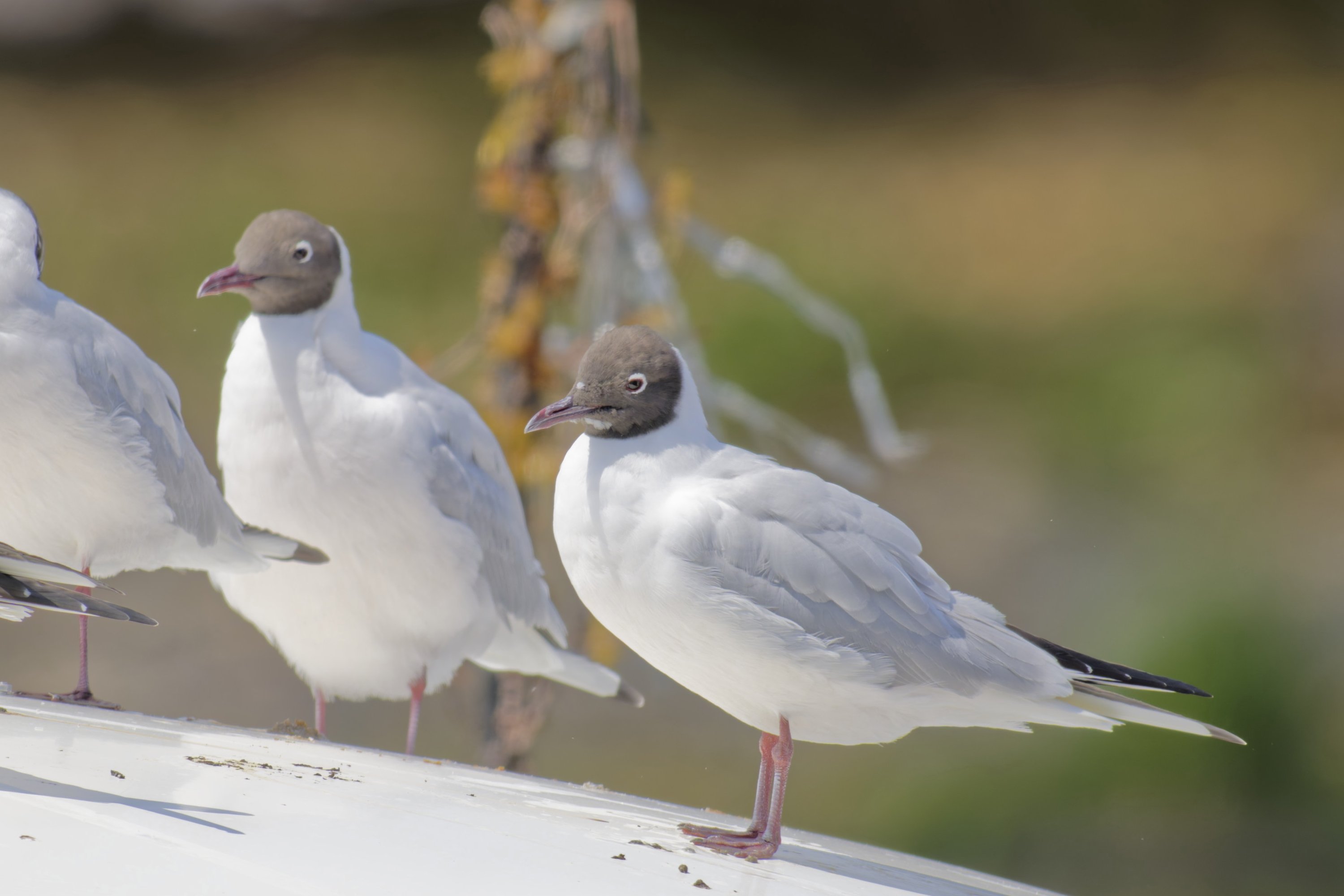 夏羽に換羽中のユリカモメ｜Miya