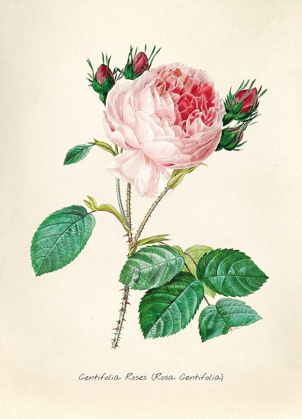 エミール・ジュールダン、りんごと花のある静物、希少な画集より