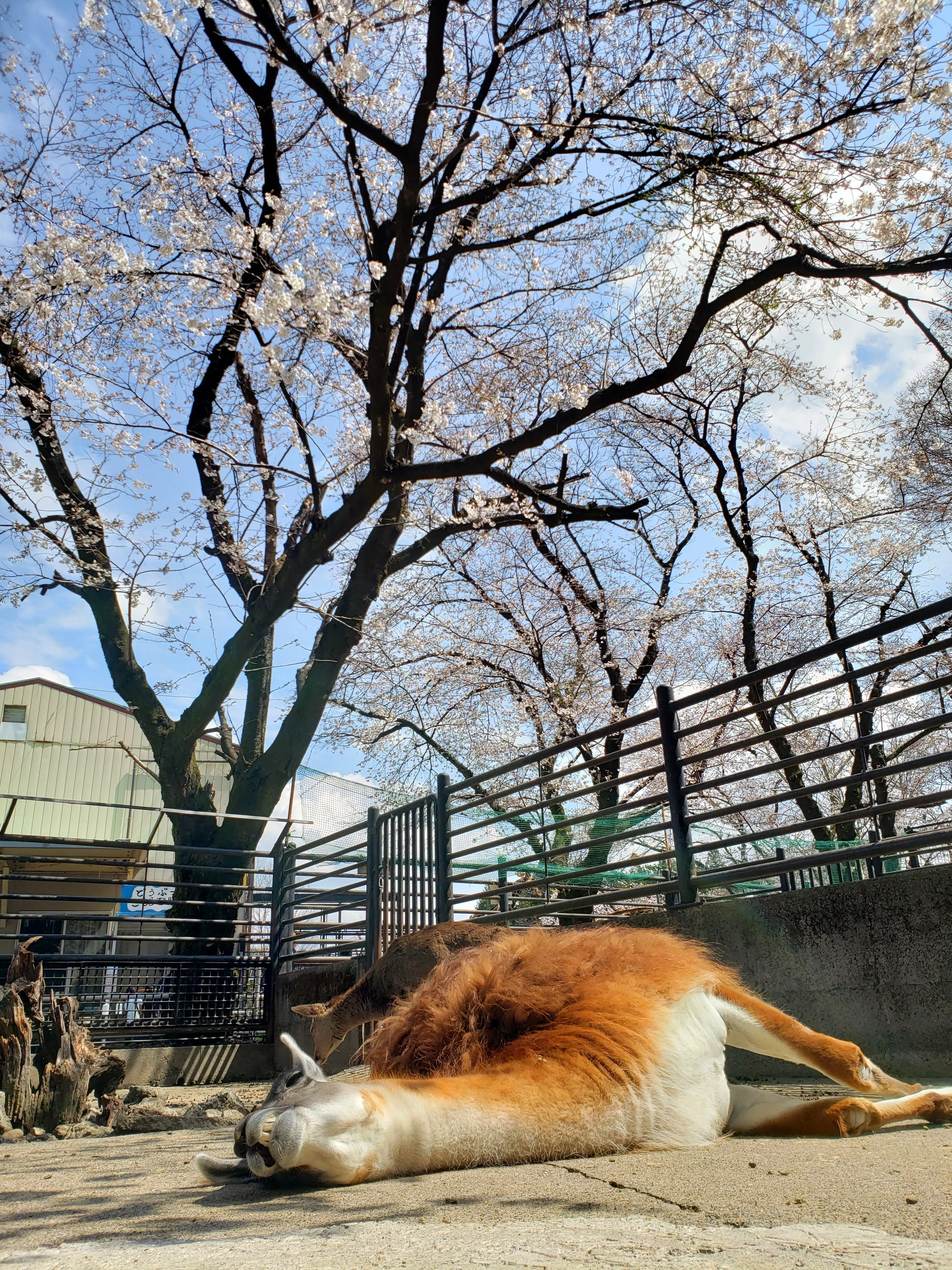 お久しぶりのあきちゃんです！｜宇都宮動物園【公式】